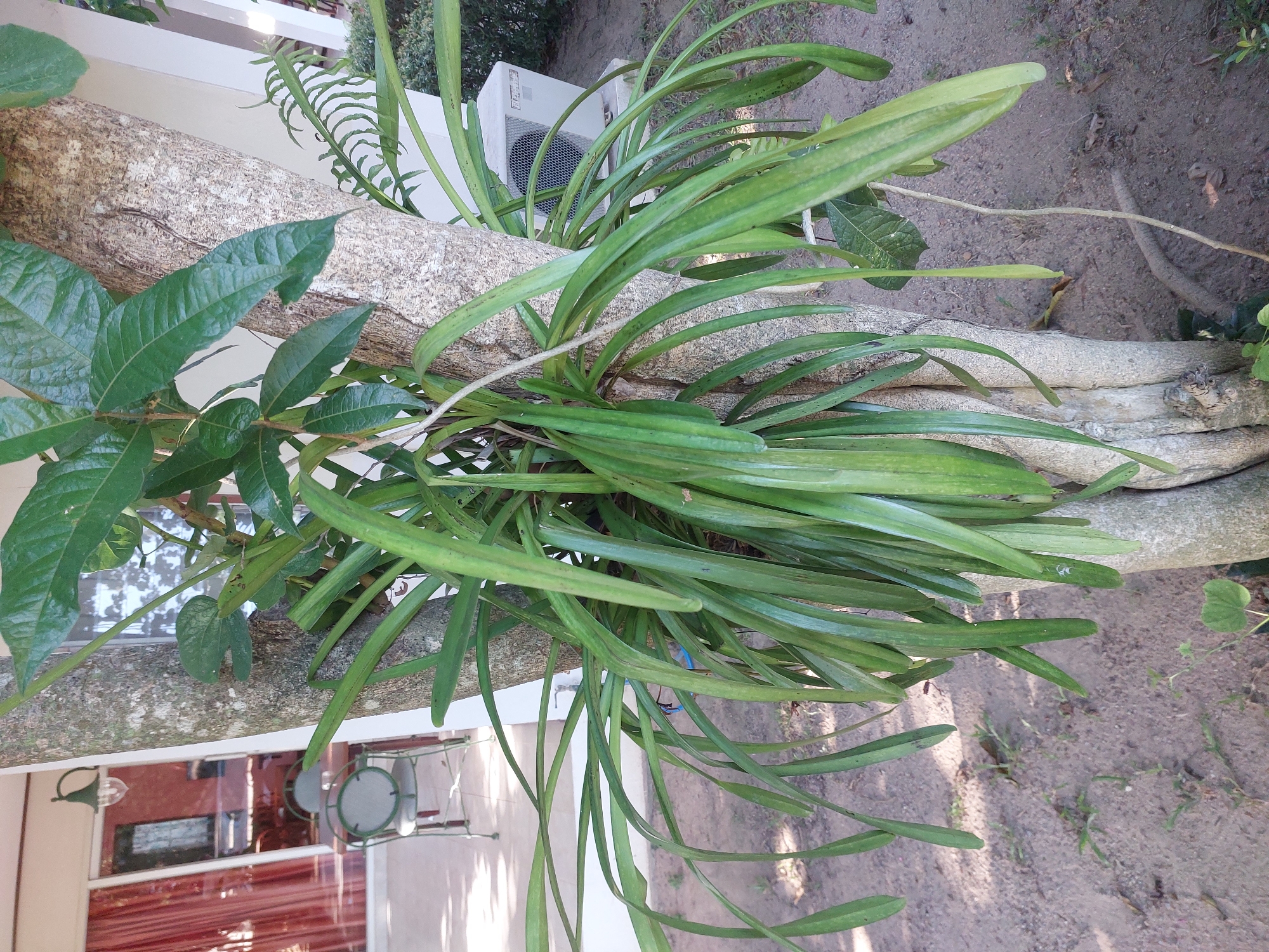 This image captures a close-up view of a thick, textured tree trunk with a large epiphytic plant, likely an orchid, growing on it. The plant features numerous long, arching green leaves that cascade downwards. Above the epiphytic plant, a vine with broader, darker green leaves is also visible, intertwined with the tree.
In the background, to the left, a covered outdoor seating area is partially visible, featuring a wooden table and chairs with green cushions. A vintage-style lantern hangs from the ceiling of this area. Further to the right, a white air conditioning unit is mounted on a white exterior wall, set against a backdrop of green foliage and a sandy, dry ground surface. The overall setting suggests an outdoor area in a warm climate, consistent with Baan Mae Nam, Thailand. There are no people visible in the image.
