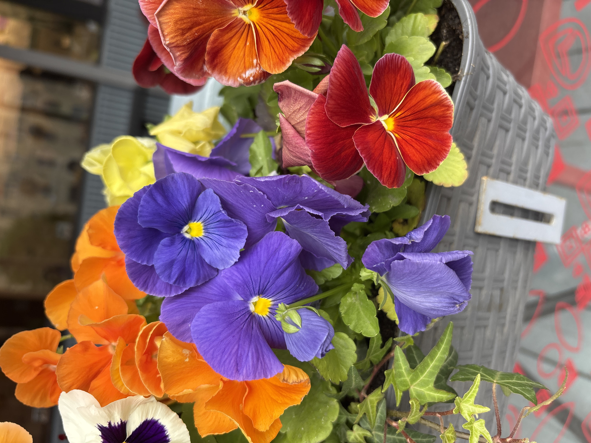 A close-up, eye-level, outdoor shot features a vibrant array of pansies in a grey woven planter. The flowers display a variety of colors, including purple, orange, white with a deep purple center, yellow, and red. Some of the petals show delicate veins and a bright yellow center. Green ivy leaves intertwine with the flowers, adding a touch of lushness. In the background, a blurry building facade with windows is visible, suggesting an urban setting. A portion of a white tag with a black numeral "1" is present in the lower part of the planter, and some red graffiti-like markings are visible on the surface below. The lighting suggests it is daytime. No people are present in the image. The scene is located in the city of Saint Petersburg, Russia.