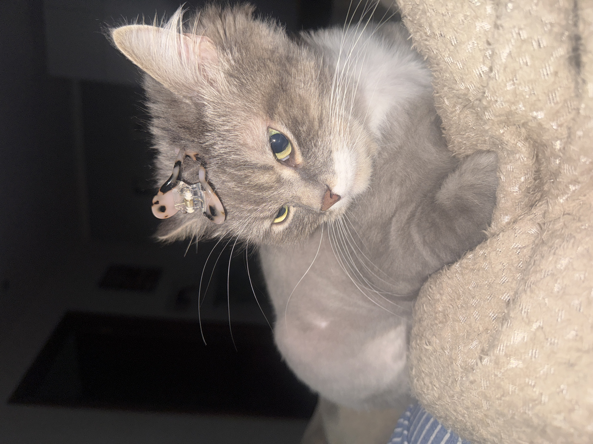 A gray long-haired cat with green-yellow eyes and a clip on its left ear is captured in a close-up indoor shot. The cat's head is tilted to the side. To the right of the cat is a textured, beige fabric. The background is dark with a hint of a black object in the lower left corner. The location is not discernible from the image.