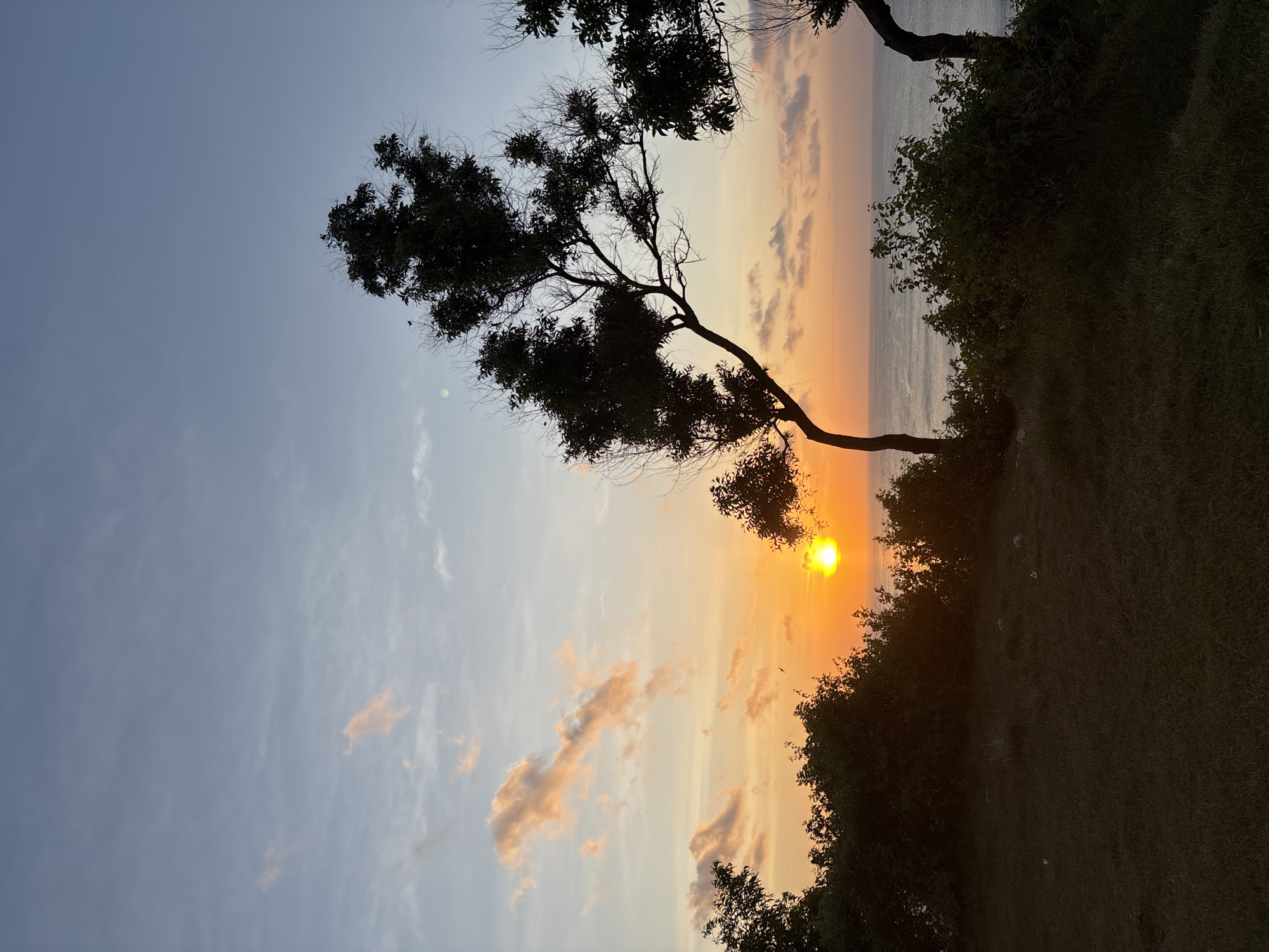 The image depicts a sunset scene in Kuta Selatan, Indonesia. A silhouetted tree with sparse foliage dominates the left and upper portion of the frame, its branches reaching towards the sky. To the right, another tree sits on top of a grassy cliff. The sun, a bright orange orb, is positioned near the horizon line in the background, partially obscured by the vegetation. The sky transitions from a light blue on the left to a gradient of orange and yellow near the horizon, with scattered clouds tinted in similar hues. The ocean is visible in the distance. The overall atmosphere suggests a tranquil, possibly coastal, setting.