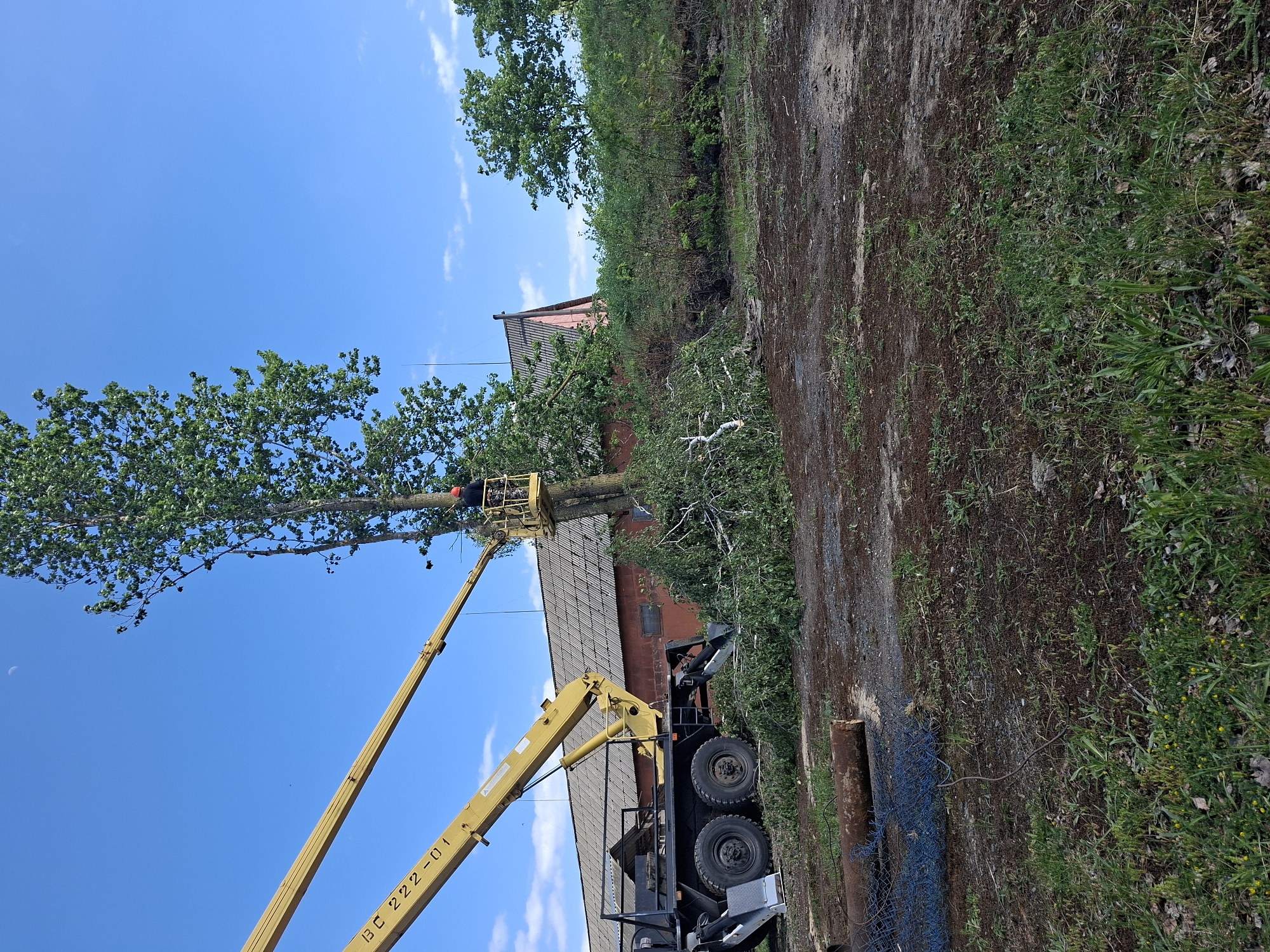 A person in an aerial lift is trimming a tall tree near a building. The aerial lift is a yellow boom lift mounted on a truck. The tree is green and leafy. Cut branches are on the ground. The location appears to be near a building, but there is not enough information to confirm it is in Zhabinka, Belarus.