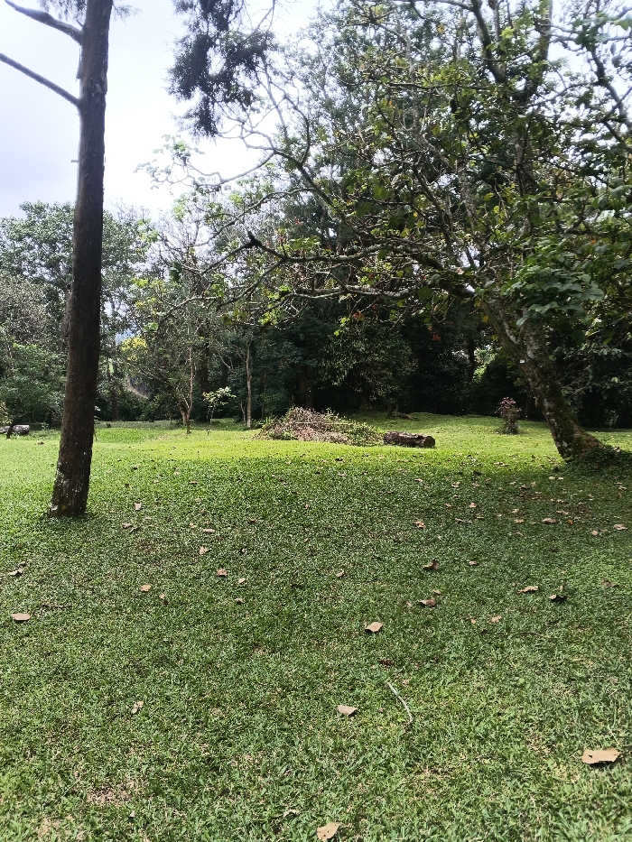The scene depicts an outdoor park or garden area located in the city of Tah, Vietnam. The foreground and midground are covered by a uniformly mown green lawn, scattered with individual dry, brown leaves. Numerous trees dominate the environment; a tall, slender tree trunk stands prominently in the left foreground, while a broader tree with lighter bark and extensively branching limbs occupies the right side of the midground. A dense, verdant canopy of various trees forms the background, with glimpses of a bright, overcast sky visible through the upper foliage. In the central midground, a significant pile of cut tree branches and brush is visible, situated adjacent to a segment of a fallen log. A small plant exhibiting reddish foliage or blooms is present near the base of the tree on the right. No individuals are depicted in the image.