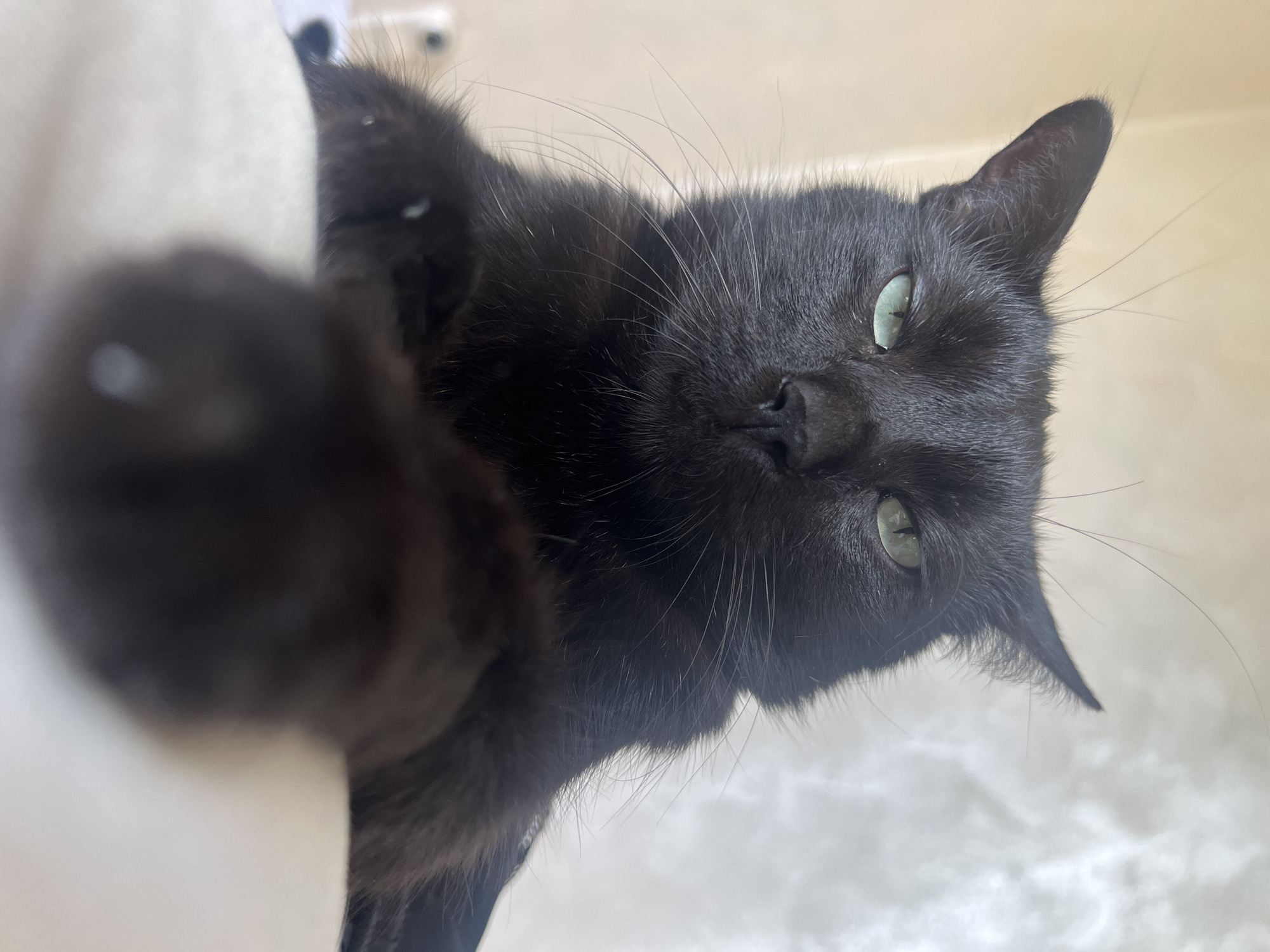 A close-up, low-angle shot captures a black cat with green eyes staring directly at the camera. The cat's left paw is blurred and extends towards the viewer in the foreground. The background consists of a textured, light-colored surface, possibly a wall or fabric, with a light switch visible on the left. The cat appears to be indoors, possibly in an apartment in Sofia, Bulgaria, given the context of previous images. The lighting is soft, suggesting an indoor environment. There are no people present in the image.