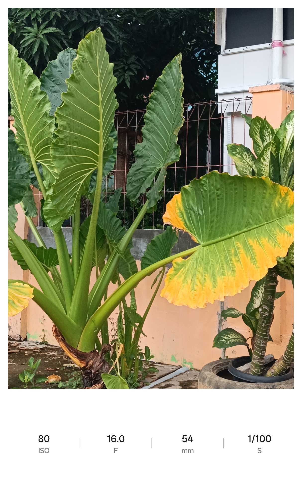 A close-up shot taken in Lhokseumawe, Indonesia, shows a cluster of taro plants with large, ribbed, green leaves, some having yellowed edges. The plants are located near a low, peach-colored concrete wall, likely a property boundary. Behind the plants is a wire fence, and in the background are trees with dense foliage and a glimpse of a white building structure. A potted plant with speckled leaves is situated to the right. The ground appears damp. The ISO is 80, the F-stop is 16.0, the focal length is 54mm, and the shutter speed is 1/100 second.