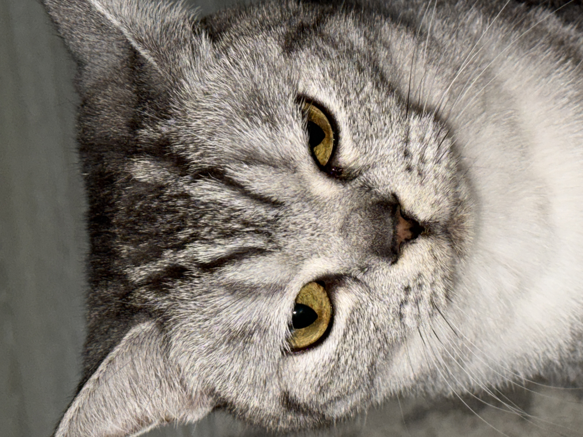 The image is a close-up of a grey tabby cat's face. The cat has yellow eyes and a pink nose. The cat's fur is short and dense. The background is out of focus and appears to be a grey color. The image does not appear to be located in Noviy, Russia.