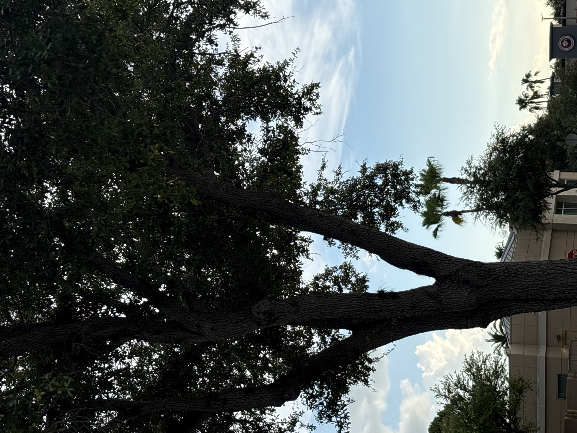 The image shows a large tree in the foreground with its trunk and branches filling much of the left and center of the frame. The tree has dark green foliage and a textured, dark brown bark. Behind the tree, the sky is a clear blue with scattered white clouds, some of which are large and billowy. In the middle ground and background, there are several palm trees and other greenery. A light-colored building with a modern architectural style is partially visible behind the vegetation on the left. To the right, a dark gray sign with a red circular logo containing a panda bear face and text that appears to be "Panda Express" is visible. The overall scene suggests an outdoor environment in a developed area, likely a commercial or suburban location.