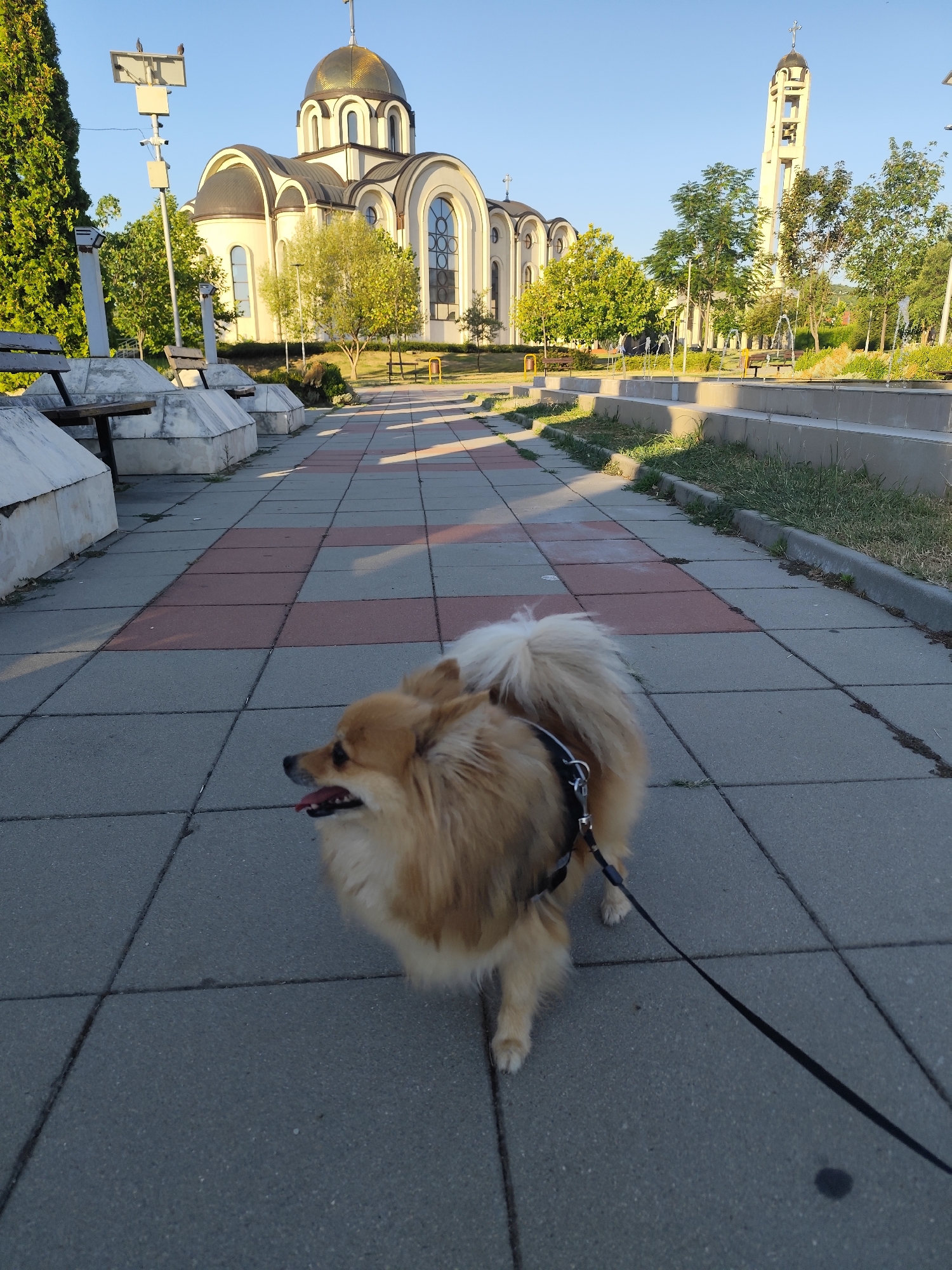 A fluffy Pomeranian dog is on a leash, walking on a paved path in front of a church. The dog is light brown and tan, with a bushy tail. The path is made of square gray and red tiles. Behind the dog, there is a church with a large dome and a bell tower. Trees and benches are also visible in the background. The sky is clear and blue, indicating it is daytime. This scene is located in the city of Montana, Bulgaria, specifically in front of the St. George the Conqueror Cathedral.