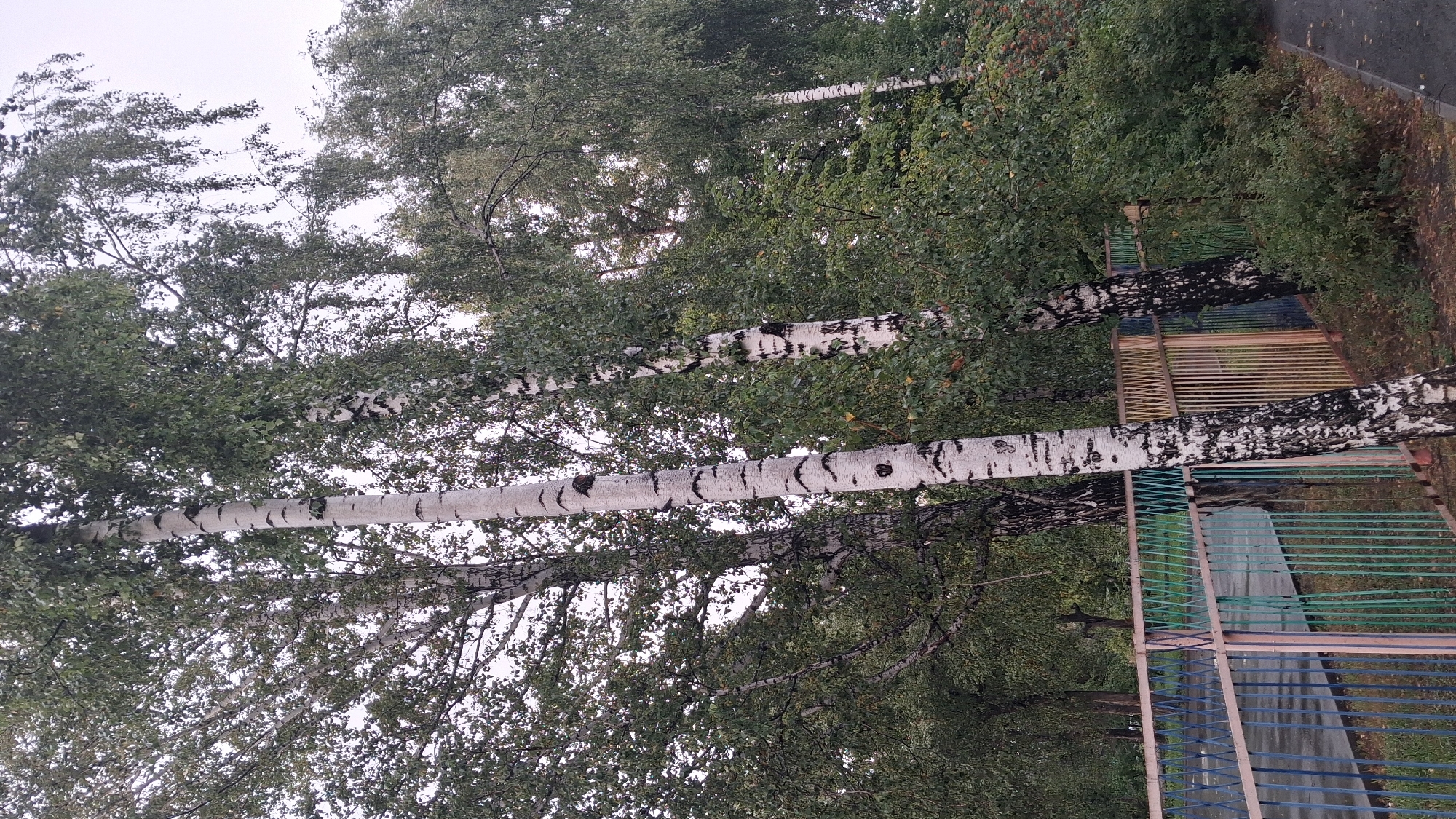 A group of birch trees with white bark and black markings are located along a fence. The fence is made of metal bars in various colors, including blue, yellow, and green. Behind the fence, a paved area, possibly a road or walkway, is visible. The trees are full of green leaves, and the sky above is overcast. The scene appears to be in an outdoor public area within the city of Novosibirsk, Russia.