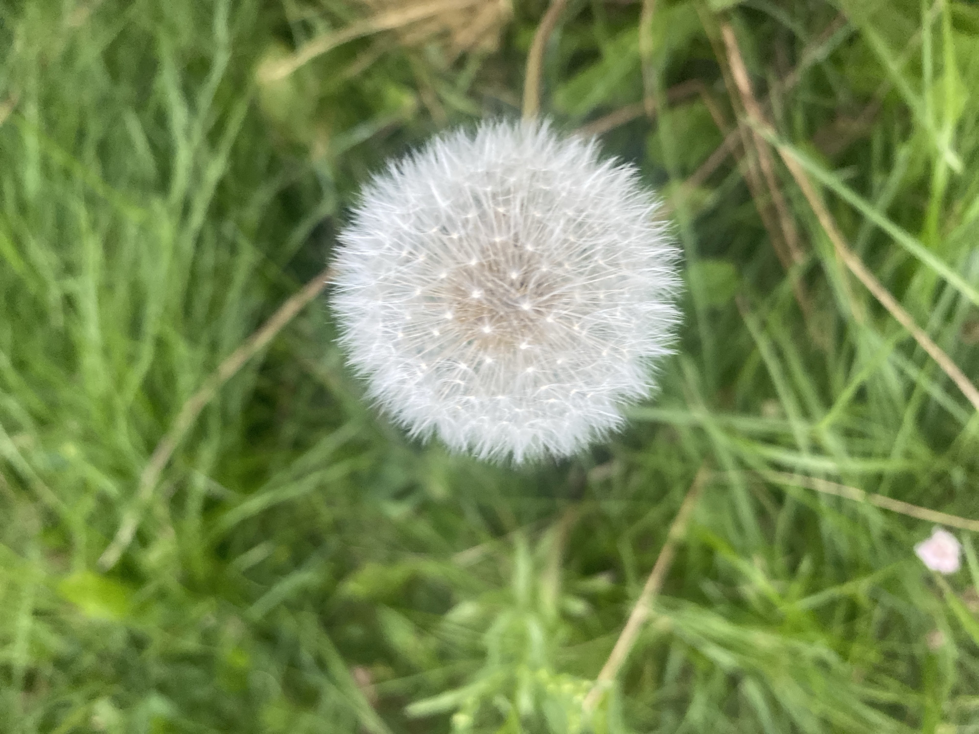 The image is a close-up, overhead view of a dandelion seed head in a grassy field. The dandelion is white and fluffy, with a slightly brownish center, and appears to be in focus. The surrounding grass is green and blurred, with some brown stems and dried grass visible. The lighting suggests it is daytime. The location is a grassy area in Krupki, Belarus. There are no people or animals present, and no discernible actions or interactions are taking place. The scene is natural and still.