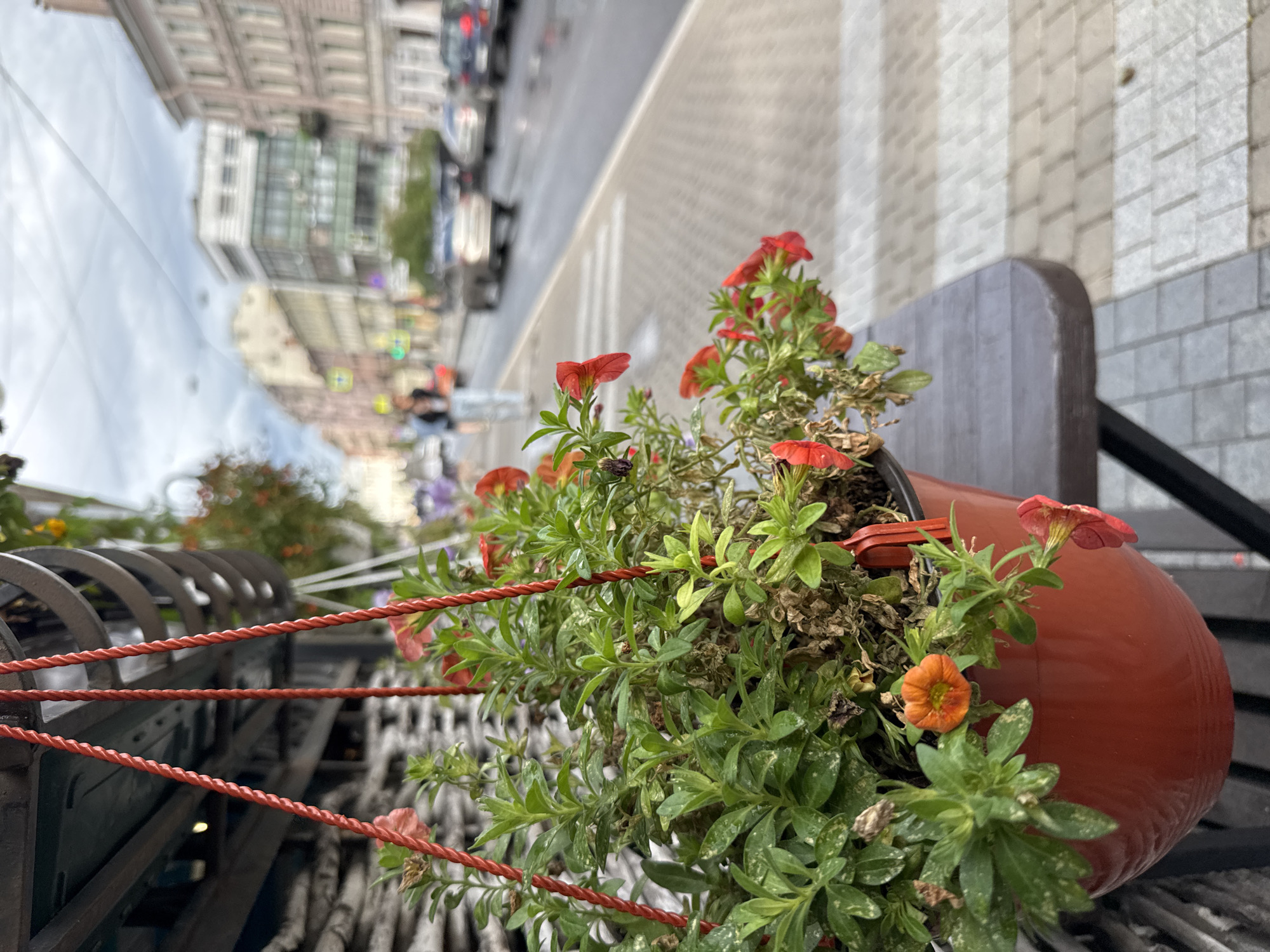 In Saint Petersburg, Russia, a hanging pot of red and orange petunias is positioned in the foreground. The pot, made of red plastic, is suspended by three red ropes from an overhang. The flowers are vibrant green with small red and orange blooms, some appearing wilted. The pot rests on a dark brown wooden table with black metal legs. To the right, a street scene unfolds with a paved sidewalk and a road. Cars are visible on the road, and pedestrians are walking along the sidewalk. Buildings with classic European architecture line the street. The sky is overcast, suggesting a cloudy day. The overall scene depicts an urban setting with a touch of floral decoration.