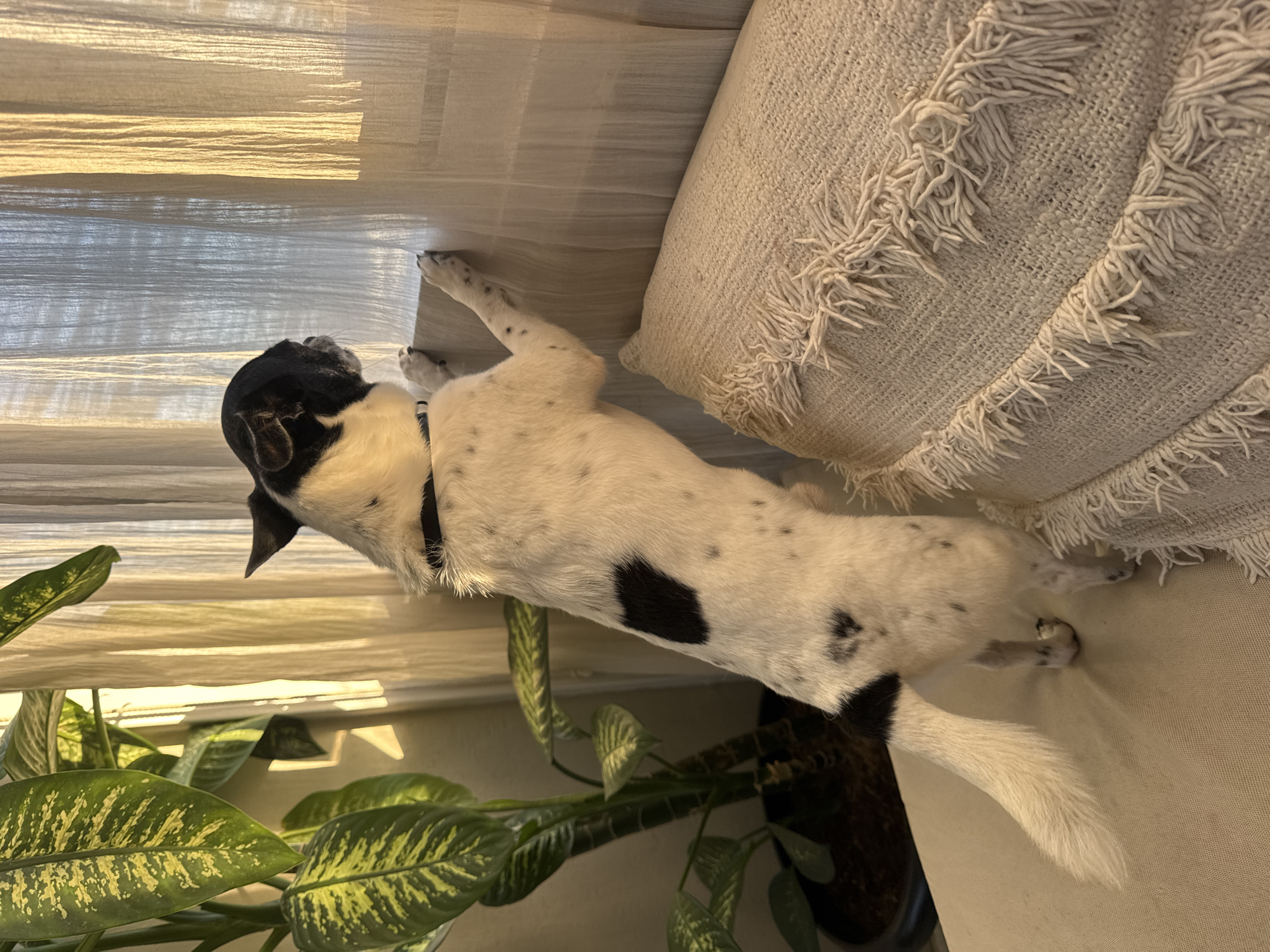 A medium shot of a black and white dog lying on a light tan sofa. The dog's head is black with white markings, and the body is white with black spots. The dog is looking toward a window with tan blinds, which are partially open. To the left of the dog is a green leafy houseplant. A light tan pillow with fringe is behind the dog. The location is likely indoors in Ungasan, Indonesia, but this cannot be determined with certainty.