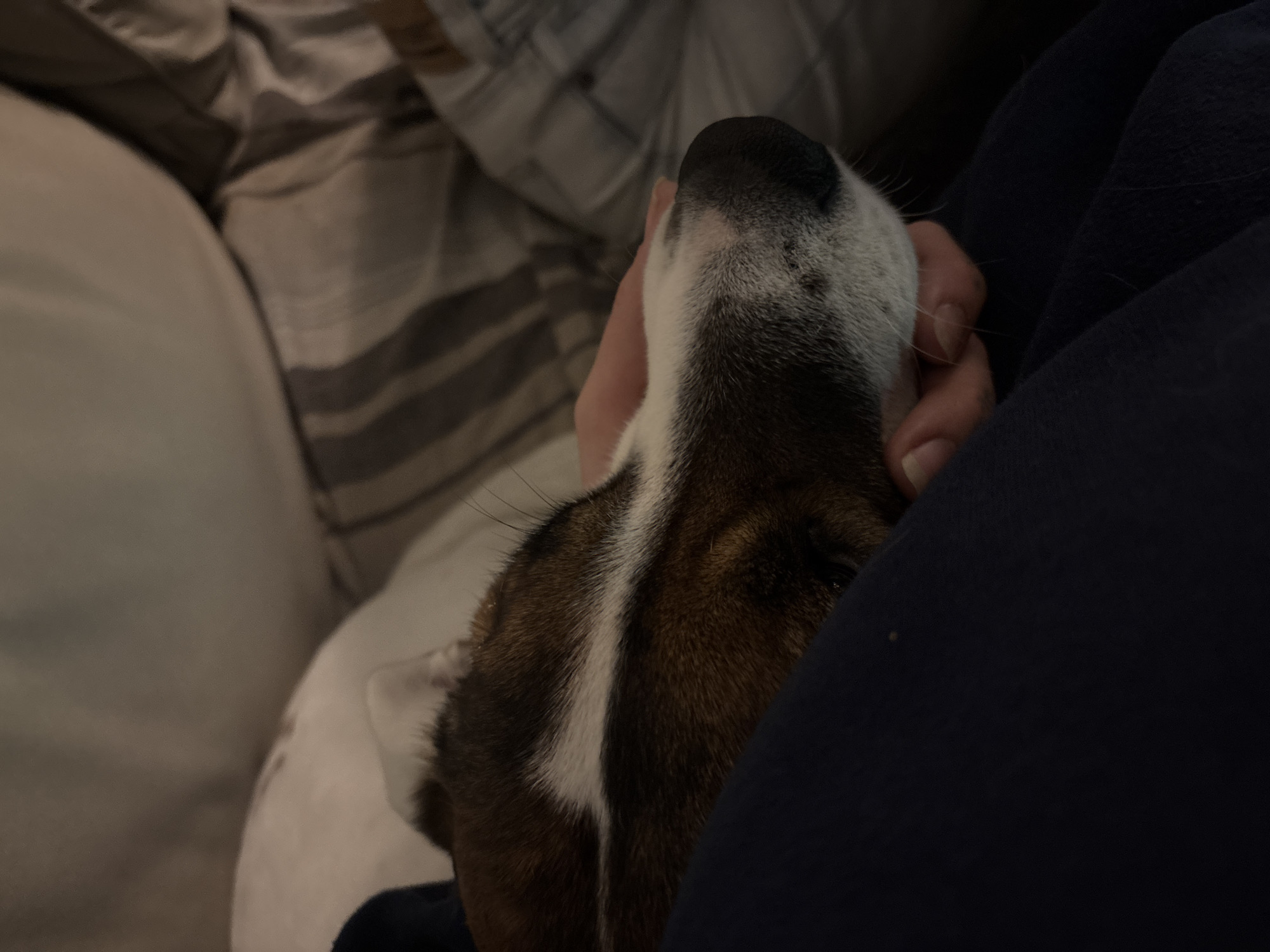 A dog's head rests in a person's hand. The dog is mostly white with brown patches on its head. A white stripe goes down the center of the dog's head. The person is wearing a dark blue garment. They are seated on a beige couch with a patterned throw pillow behind them. The location is not discernible from the image.