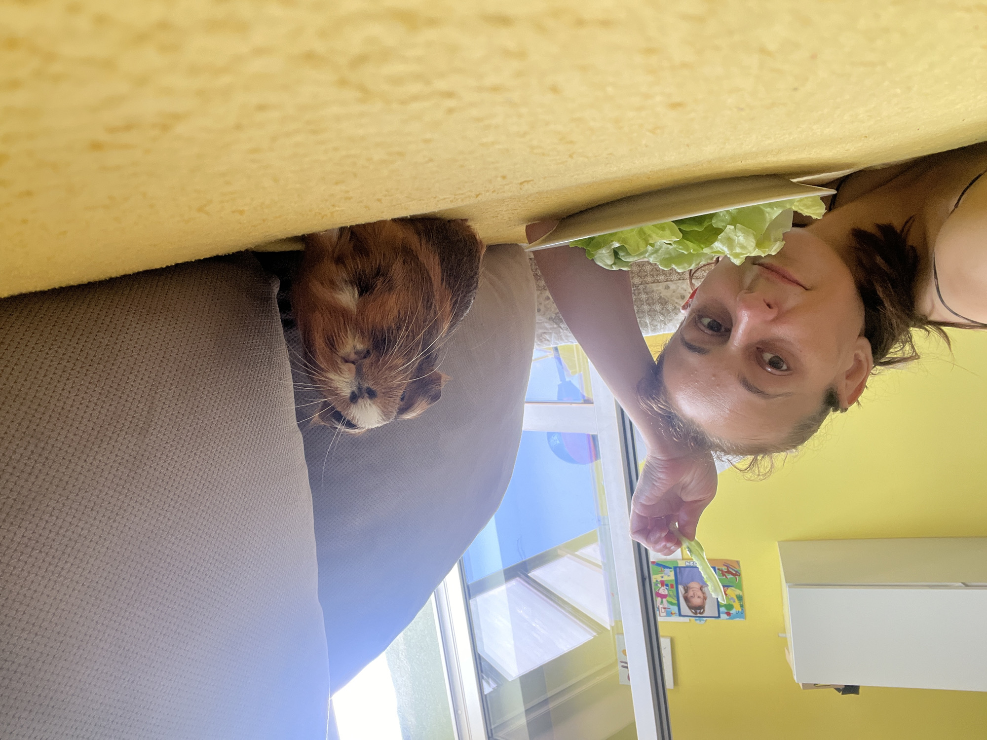 The image shows a person and a guinea pig. The person is looking at the camera and holding a piece of lettuce. The guinea pig is looking at the camera with a curious expression. The scene appears to be indoors, possibly in a living room, with a couch and a yellow wall visible. There is a window in the background with sunlight streaming in, suggesting it might be daytime. The overall mood seems playful and lighthearted. A framed picture of a child is visible on the wall. The image is upside down.