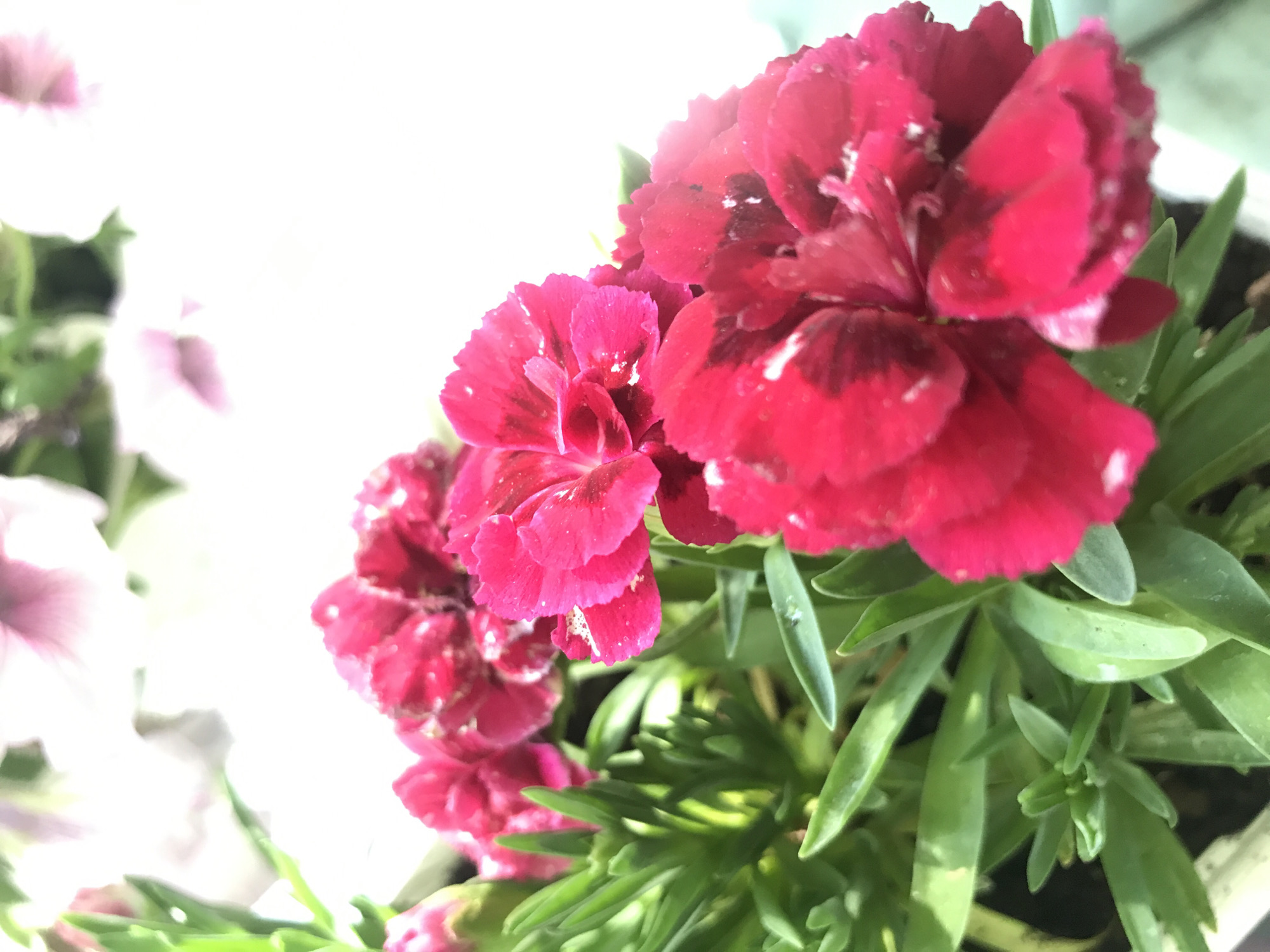 A close-up, eye-level, natural light, outdoor shot focuses on several vibrant pink carnations and their green foliage. The carnations are in various stages of bloom, with ruffled petals displaying a rich, deep pink color, accented by lighter pink and white flecks. The green leaves are lush and succulent, forming a dense cluster. The background is softly blurred, with hints of white and lighter pink flowers suggesting a garden or floral arrangement. The image does not contain any people, identifiable landmarks, or elements that would allow for the determination of its location within the city of Lima, Peru.