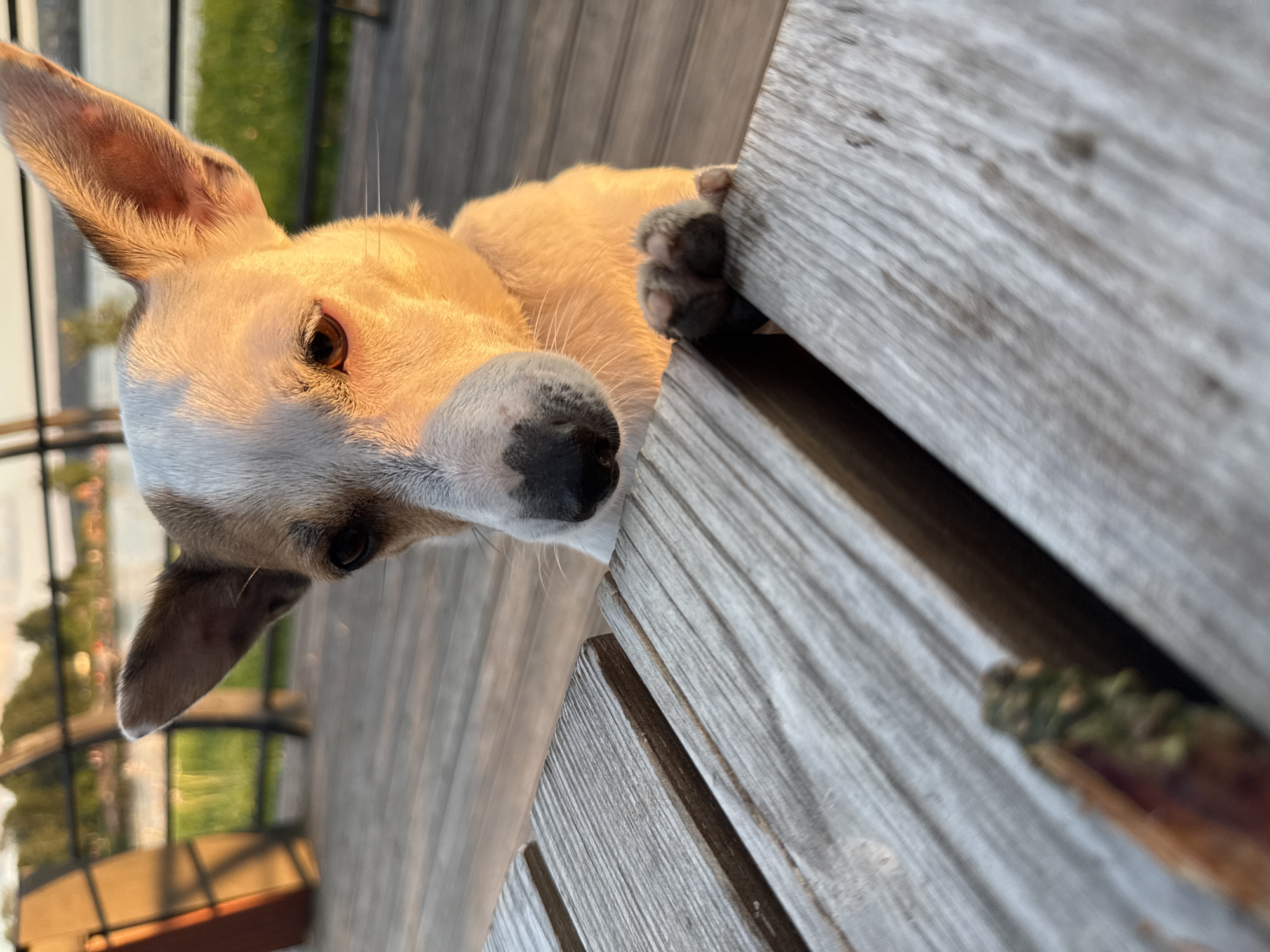 A dog peeks over a wooden railing, its face illuminated by the warm glow of the setting sun. The dog has light brown fur with a white muzzle and chest, and large, expressive brown eyes. One of its ears is perked up, while the other flops slightly. Its front paws are resting on the wooden planks. The background shows a blurred green area, possibly grass or trees, and a faint fence. The wooden railing appears weathered, with visible grain and texture. The overall mood is peaceful and gentle, possibly indicating a moment of curiosity or playfulness from the dog. The lighting suggests it is late afternoon or early evening.