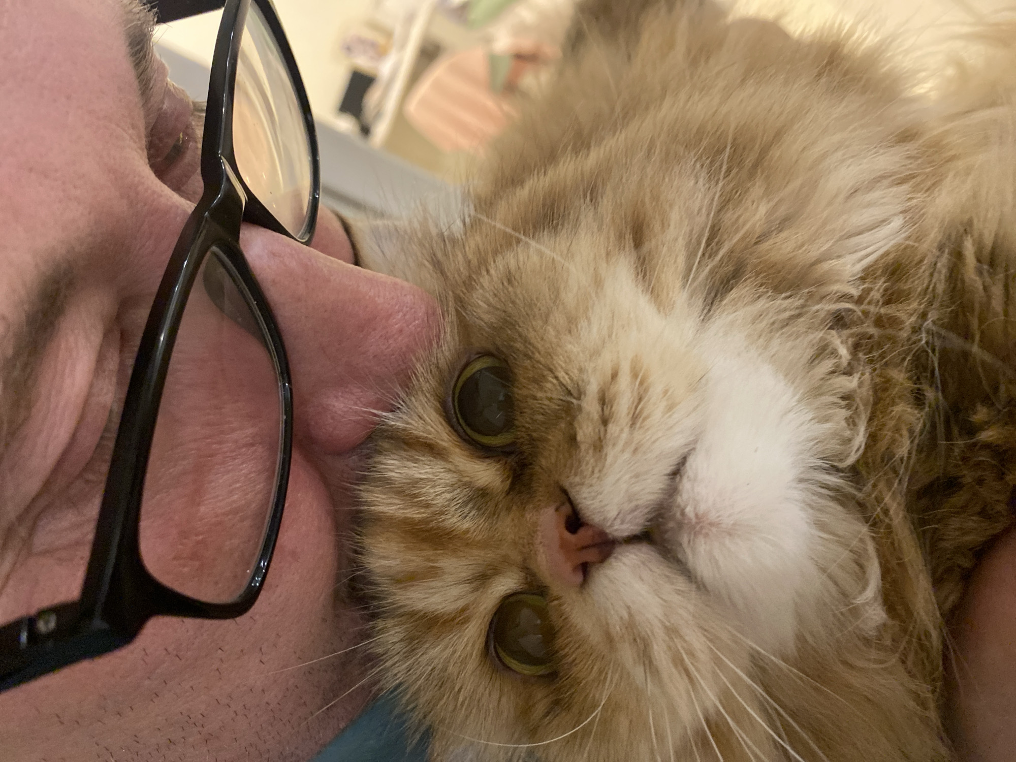 A close-up shot depicts a light orange, long-haired cat being held by a person. The person wears black-rimmed eyeglasses. The cat has large, round, greenish-yellow eyes and a small pink nose. The setting appears to be indoors, with muted background elements visible behind the subjects.