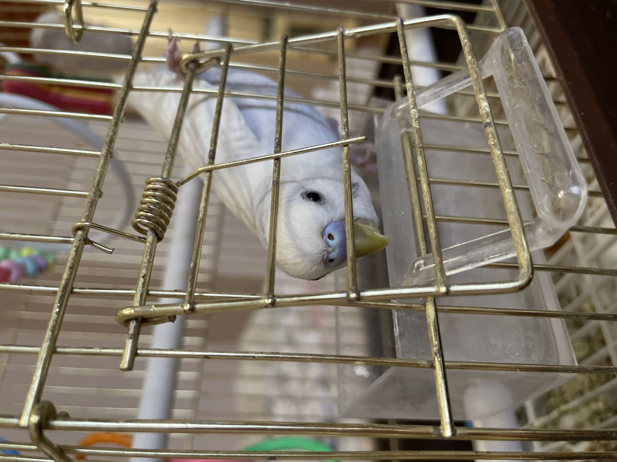 A light-colored parakeet hangs upside down inside a gold-colored metal birdcage. The parakeet has white and blue plumage, a yellow beak, and black eyes. A clear plastic food or water container is attached to the cage bars. A coiled spring-like object is affixed to the cage bars on the left. The interior of the cage is visible, containing toys and perches. The background is blurred, suggesting an indoor environment. The location is not discernible from the image.
