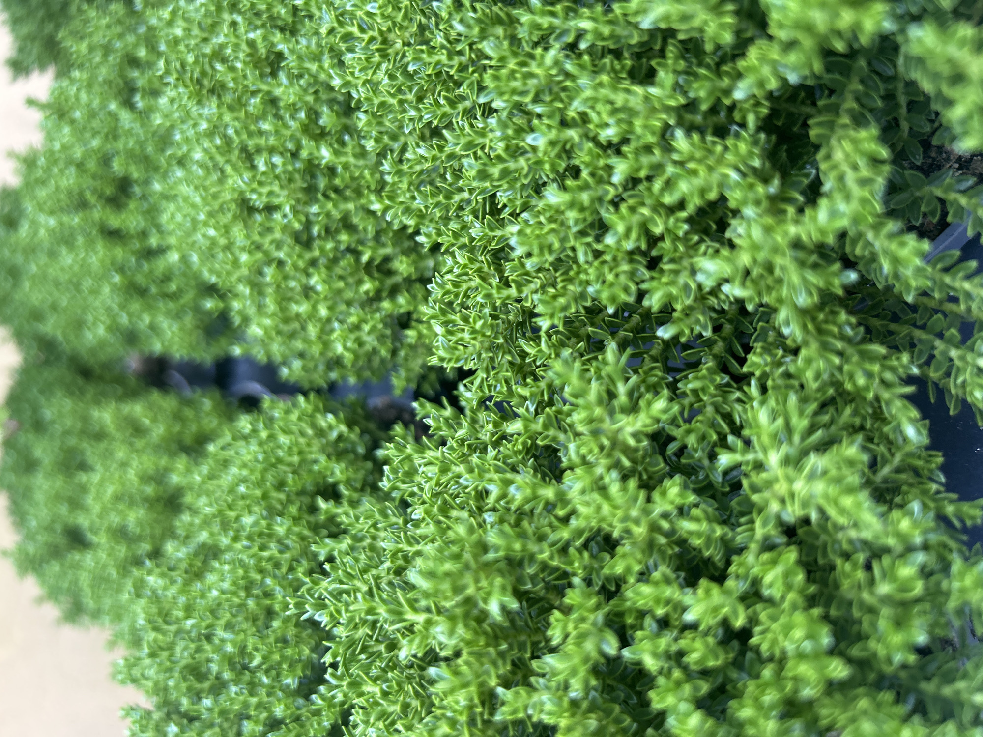 The image shows a close-up, overhead view of rows of small, dense green plants, possibly succulents or ground cover, in black plastic containers. The plants are tightly packed, with small, pointed leaves. The background is blurred, showing more rows of similar plants and a pale, neutral surface that could be a wall or a shelf. The lighting is bright, creating some highlights on the leaves. The scene appears to be an outdoor market, nursery, or garden center. There are no people visible in the image. The exact location in Vilnius, Lithuania cannot be determined from the visual information provided.