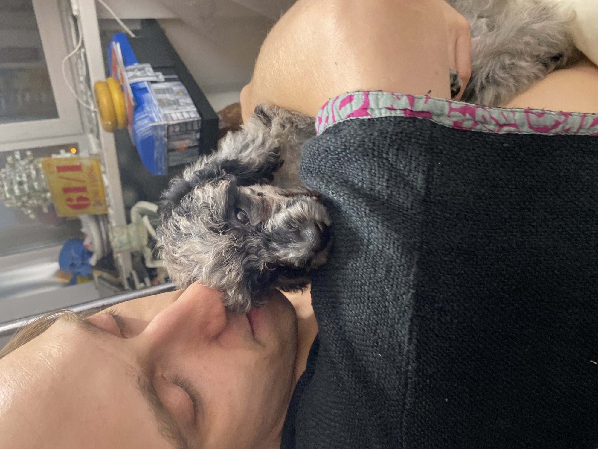 A close-up shot shows a person holding a small, gray poodle puppy to their cheek. The person's eyes are closed, and their head is tilted down towards the puppy. The puppy's eyes are open, and it appears to be looking at the camera. The background is out of focus and shows a shelf with various items, including a yellow sign with red text that reads "61/1". The scene appears to be indoors, likely in a residential setting. There is no indication of the specific location within the city of Saint Petersburg, Russia.