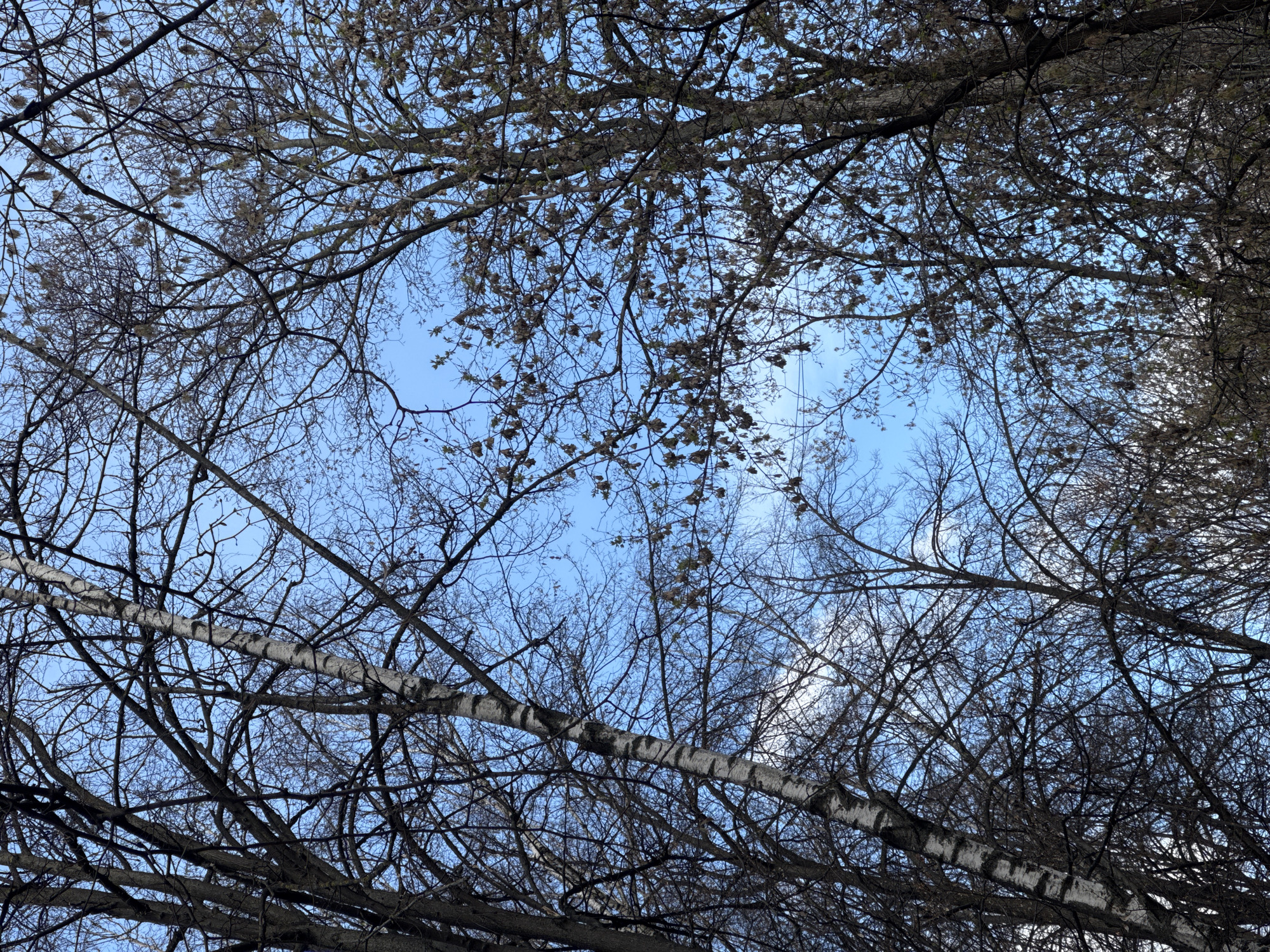 The image is a low-angle view looking up through the bare branches of trees towards a light blue sky. The tree branches are a mix of dark and light colors, with some showing the distinct white bark of birch trees. Some branches have small buds or leaves starting to emerge. The composition is dense with branches creating a lattice effect against the sky. The location is Moscow, Russia.