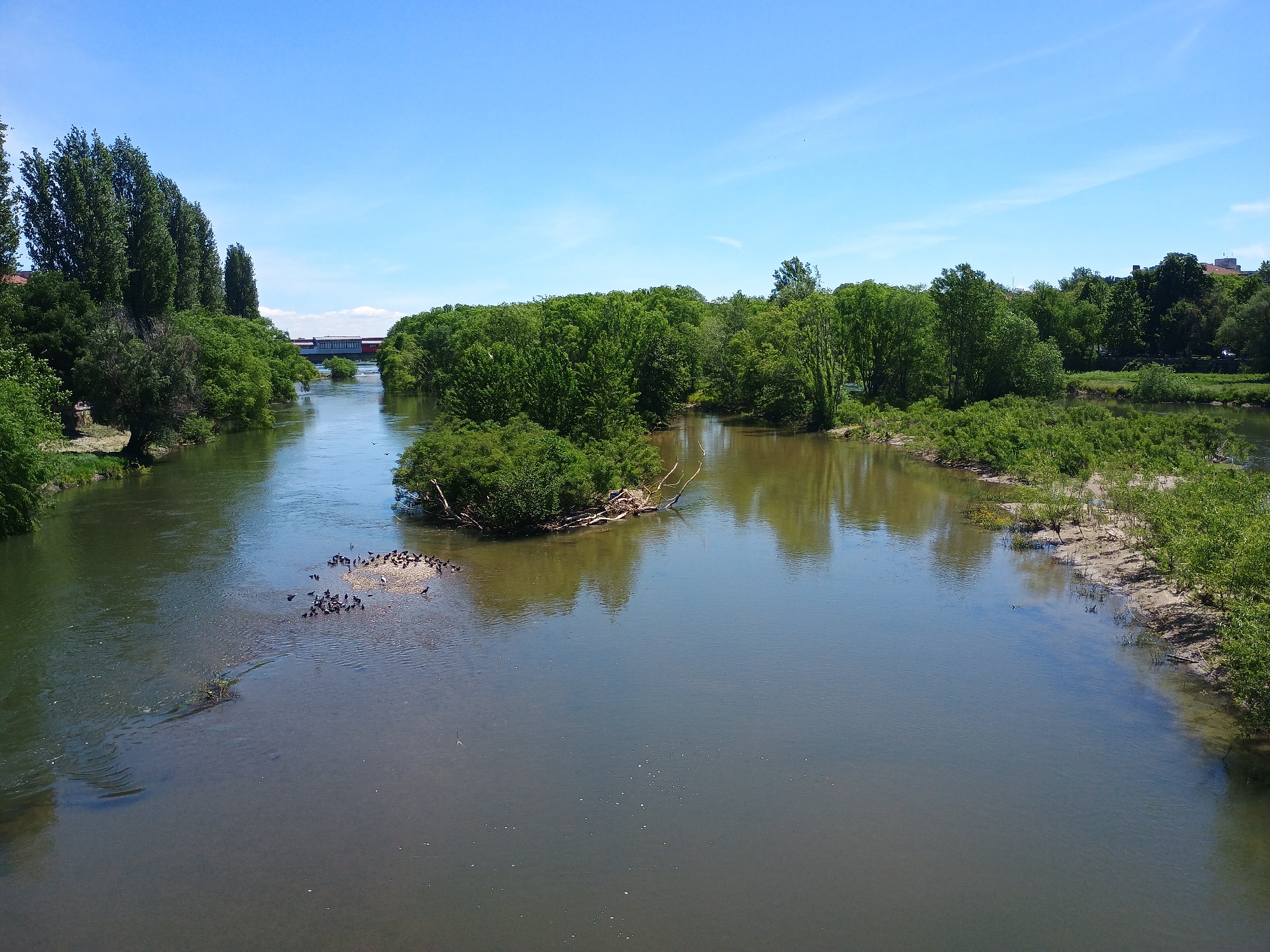 The image depicts a river landscape in an unidentified location. The river flows from left to right, with islands and vegetated riverbanks on both sides. A group of birds is clustered on a small patch of land in the foreground. In the distance, a bridge is visible, partially obscured by trees. The sky is clear blue. The scene is set during the day. There is no evidence of human activity aside from the infrastructure in the distance. The river appears to be a focal point of the natural environment, with vegetation thriving along its banks and wildlife present.