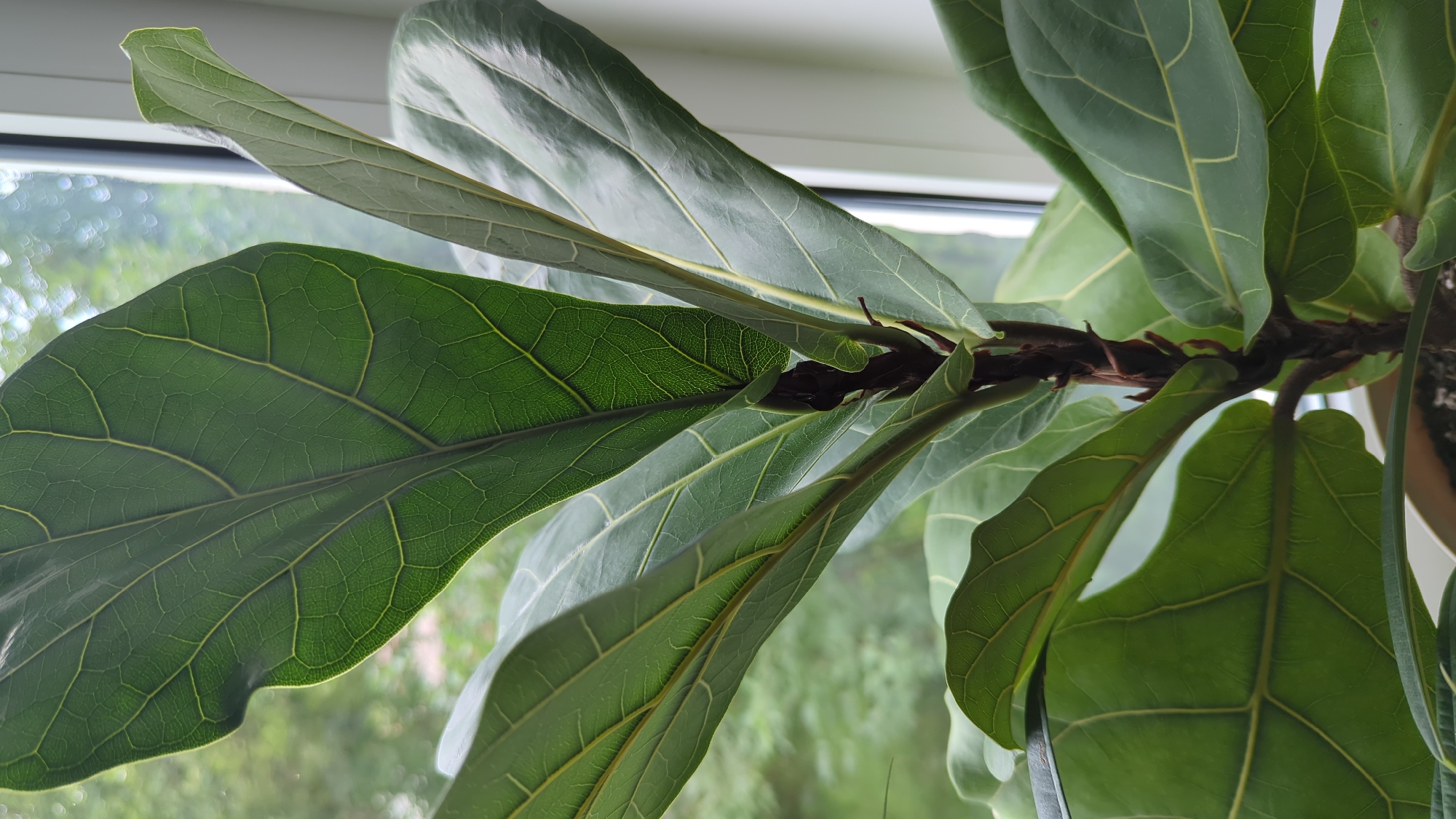 The image is a close-up of a Fiddle Leaf Fig plant with large, glossy green leaves and a visible stem. The plant is positioned in front of a window, with blurred greenery and what appears to be a window frame visible in the background. The lighting suggests it is daytime, with light filtering through the window. There are no people or animals present in the image. The scene is indoors, likely in a residential setting. The plant is healthy and well-lit, indicating it is receiving adequate care and sunlight. The leaves are a vibrant green, with prominent vein patterns. The stem is dark brown and sturdy, supporting the weight of the foliage. The overall impression is one of a well-maintained indoor plant. There is no information in the image to suggest its location in Sarapul, Russia.