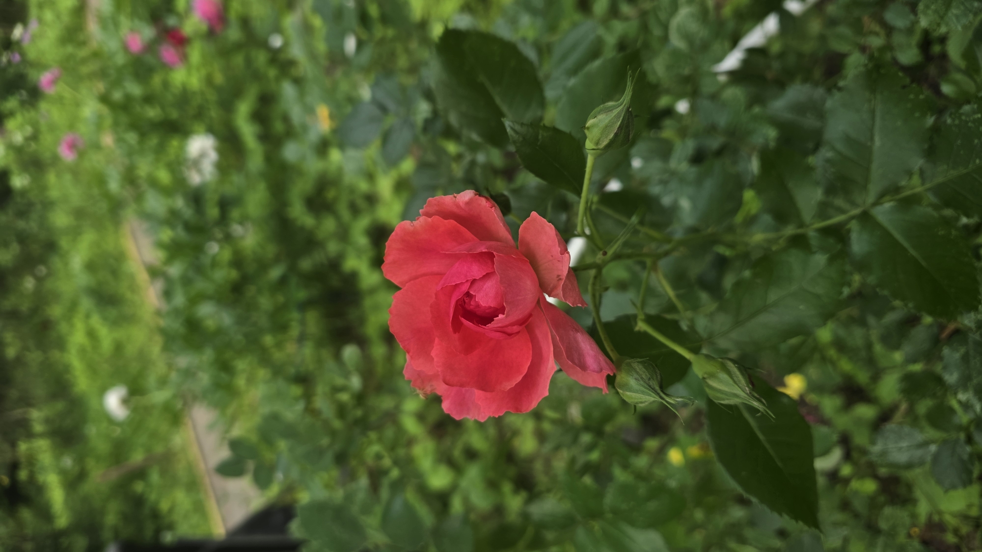 A single vibrant red rose blooms in the foreground, its petals unfurling in a spiral. The rose is positioned centrally, with its stem and leaves creating a natural frame. The background is a soft blur of green foliage, indicating an outdoor garden setting. There are no people present in the image. The scene is tranquil and natural, suggesting a peaceful moment in a garden.