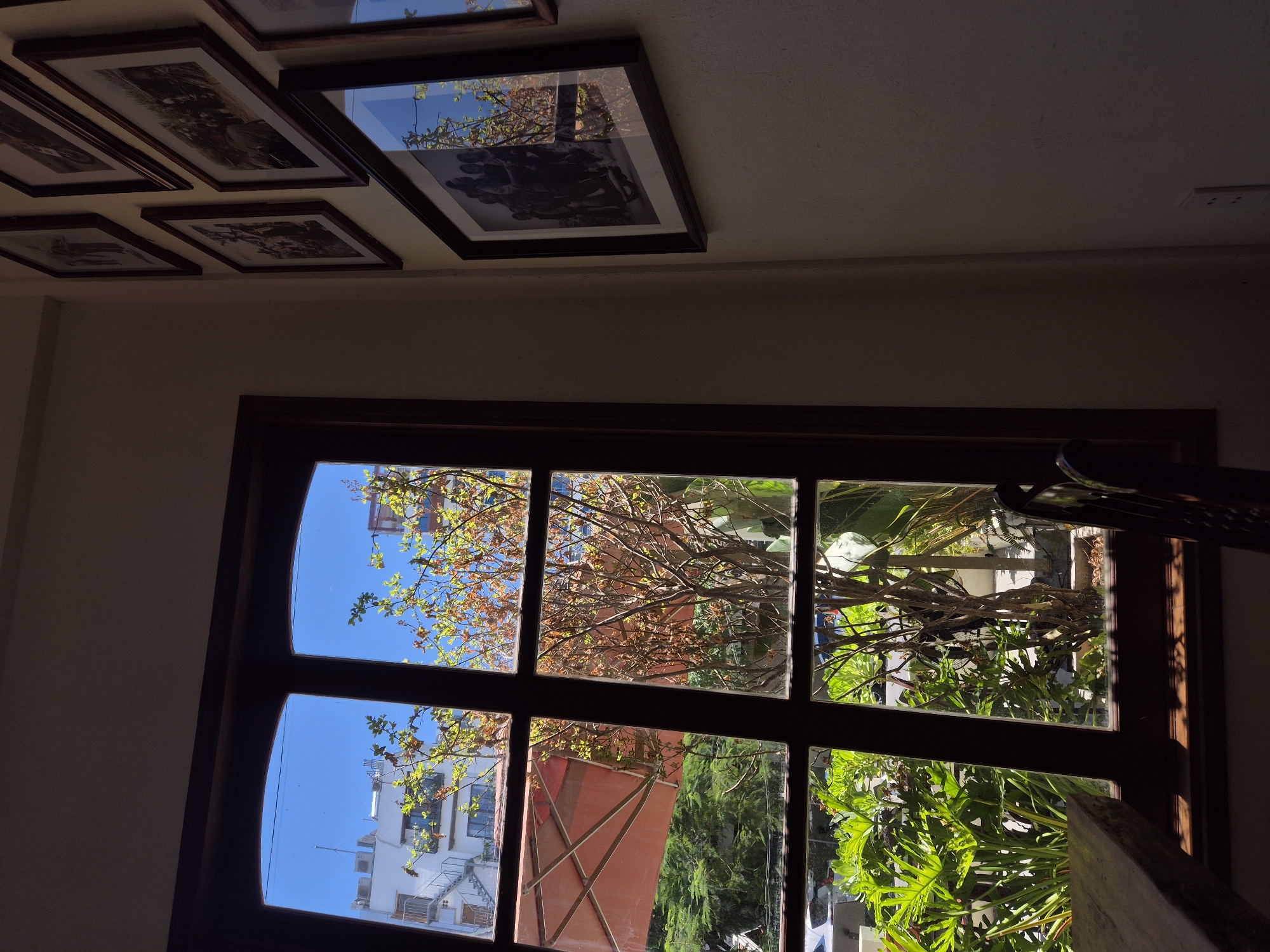 The image depicts a view from a window, looking out onto a sunny day in Da Nang, Vietnam. Through the multi-paned window, lush green foliage and trees are visible, some with reddish-brown leaves, suggesting an autumn season or a specific type of tree. An orange umbrella is partially visible outside, suggesting an outdoor seating area. Beyond the vegetation, buildings with white facades and balconies can be seen, along with what appears to be an air conditioning unit on one of them. The sky is a bright, clear blue.
Inside the room, a wooden-framed window is the dominant element on the left. On the right wall, several framed black and white photographs are displayed. These photographs appear to be historical or candid shots, with one prominent frame showing a group of people. The room itself is dimly lit, with shadows cast by the sunlight streaming through the window. A corner of a wooden table and part of a dark chair are also visible in the foreground, suggesting the room is a cafe, restaurant, or residential space. The overall impression is one of a serene indoor setting looking out onto a vibrant outdoor environment.