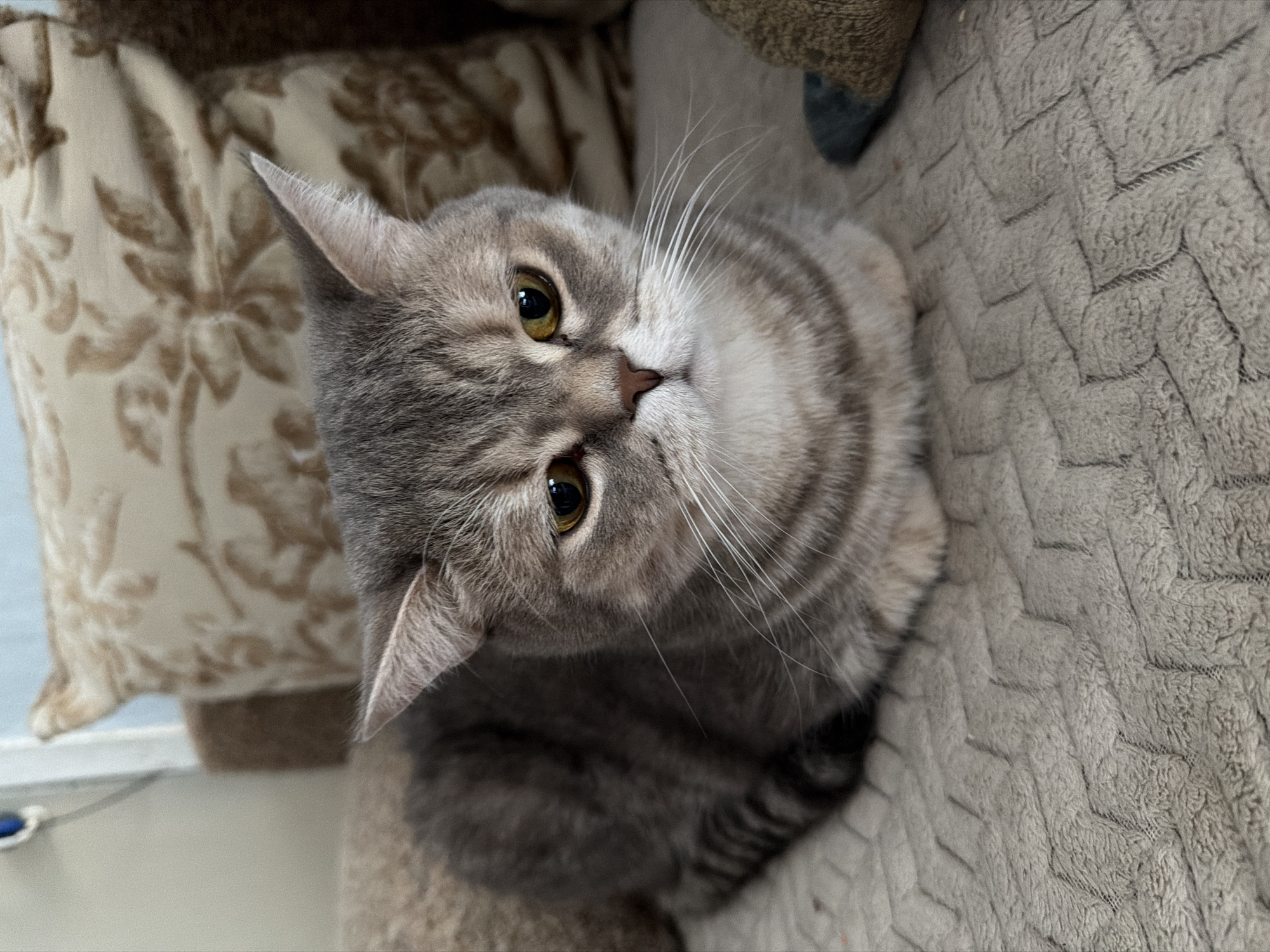 A close-up, eye-level shot shows a gray tabby cat with yellow eyes resting on a textured gray blanket. The cat is looking slightly to the right of the camera with a neutral expression. The background consists of pillows and furniture. No specific location in Chaikovsky, Russia, can be determined from the image.