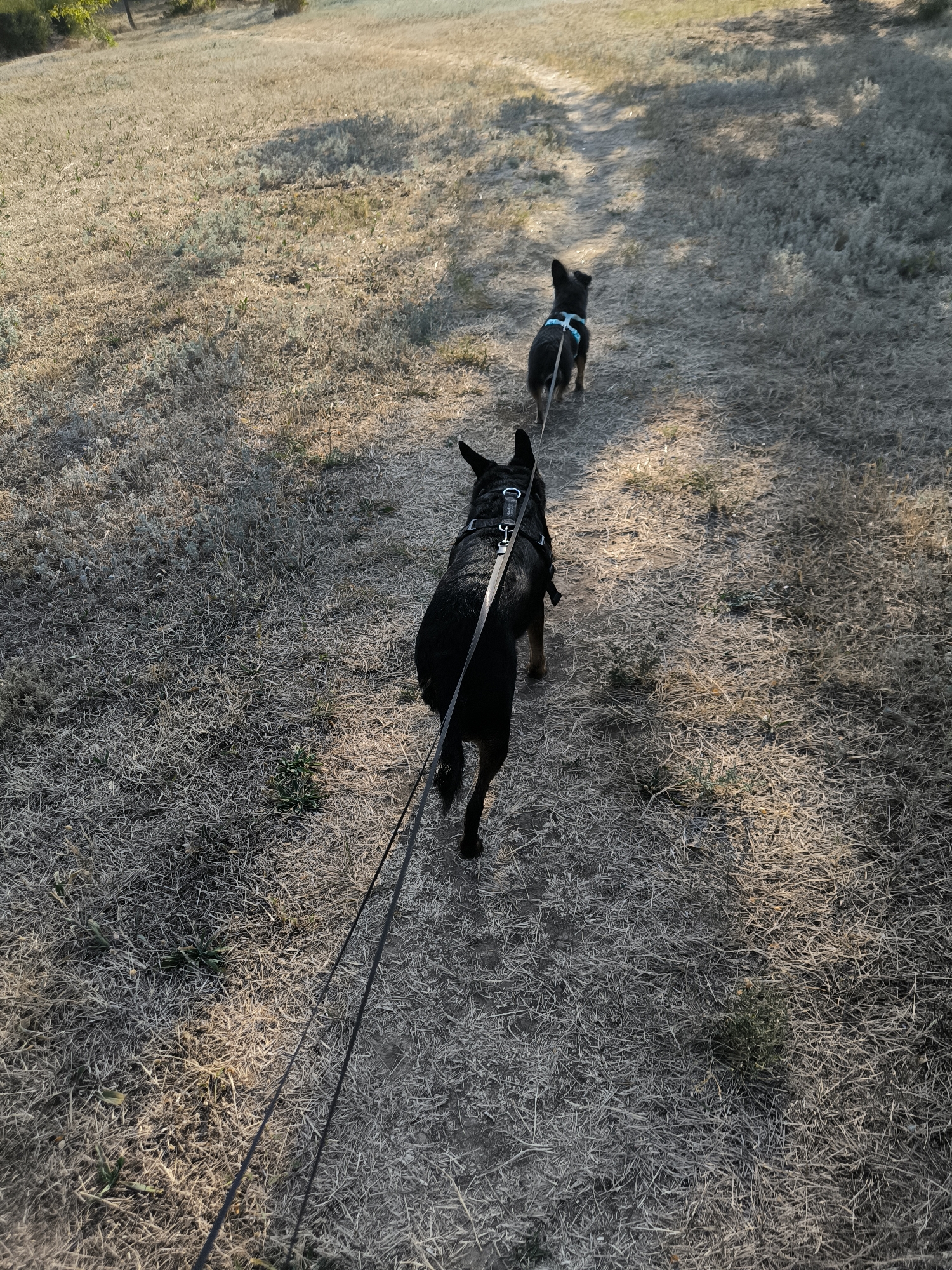 Two dogs, one larger and black with a harness and leash, the other smaller and black with a blue harness and leash, are walking along a dry, grassy path. The larger dog is in the foreground, and the smaller dog is further ahead on the path. The environment is a sun-drenched field with sparse vegetation and some shadows cast by unseen trees. The scene appears to be outdoors in a rural or park-like setting. There is no indication of the city of Mykolaiv, Ukraine in the image itself.