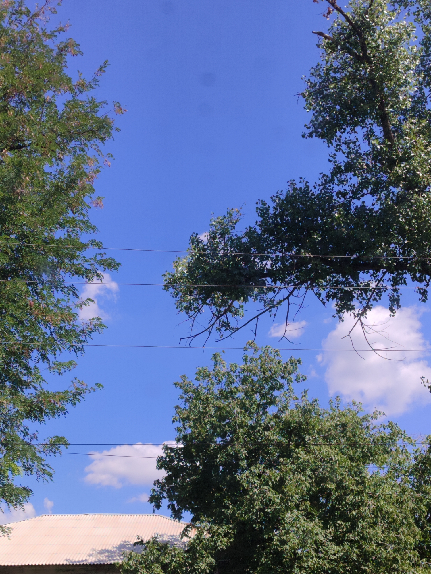 An eye-level, medium-shot captured on a bright, sunny day in Unknown, Unknown, shows a clear blue sky with a few fluffy white clouds. Three thin, dark power lines stretch horizontally across the frame, punctuated by the lush green canopies of several trees. On the left side, a tree with delicate, feathery leaves and some lighter-colored seed pods frames the sky. To the right, a larger tree with broader leaves arches over the frame, its branches reaching across. In the lower portion of the image, another dense green tree fills the bottom center, its foliage obscuring the top of a light-colored, corrugated roof. The overall scene conveys a peaceful, natural setting within a possibly urban environment.