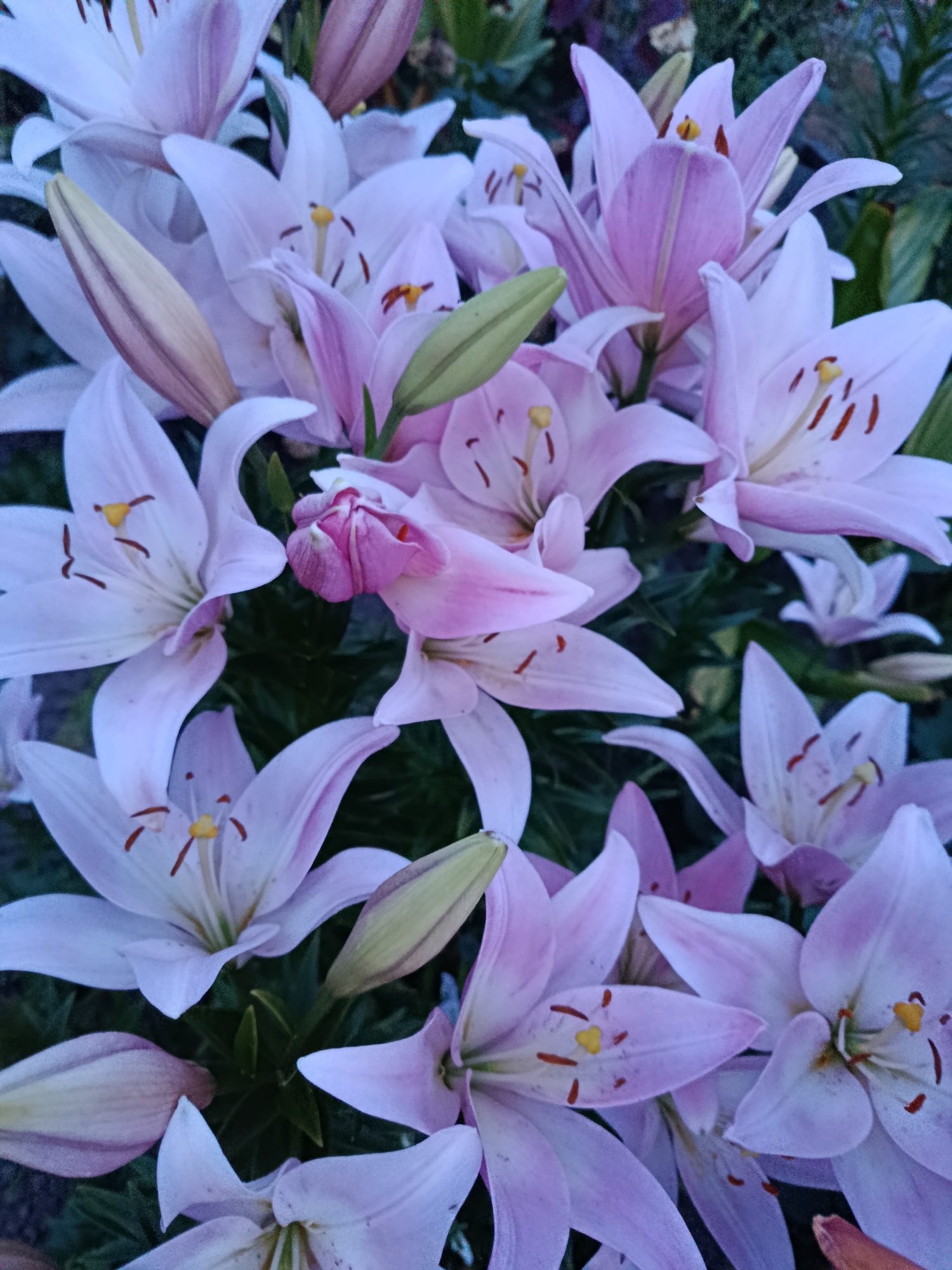 A close-up, eye-level, outdoor, daylight, vertical shot showcases a dense cluster of pale pink lilies in bloom. The lilies are in various stages of opening, with some fully bloomed and others still tightly furled. The petals are delicate and curved, with darker pink streaks and brown anthers visible within the centers. Some lily buds, still enclosed in pale green sepals, are interspersed among the open flowers. The background is a dark, out-of-focus mix of green foliage and dark shadows, suggesting a garden setting. The lighting is soft, with subtle highlights and shadows that emphasize the texture and form of the flowers. There are no people or discernible man-made objects present in the image. The scene appears to be in a garden in Novozybkov, Russia, given the context provided.