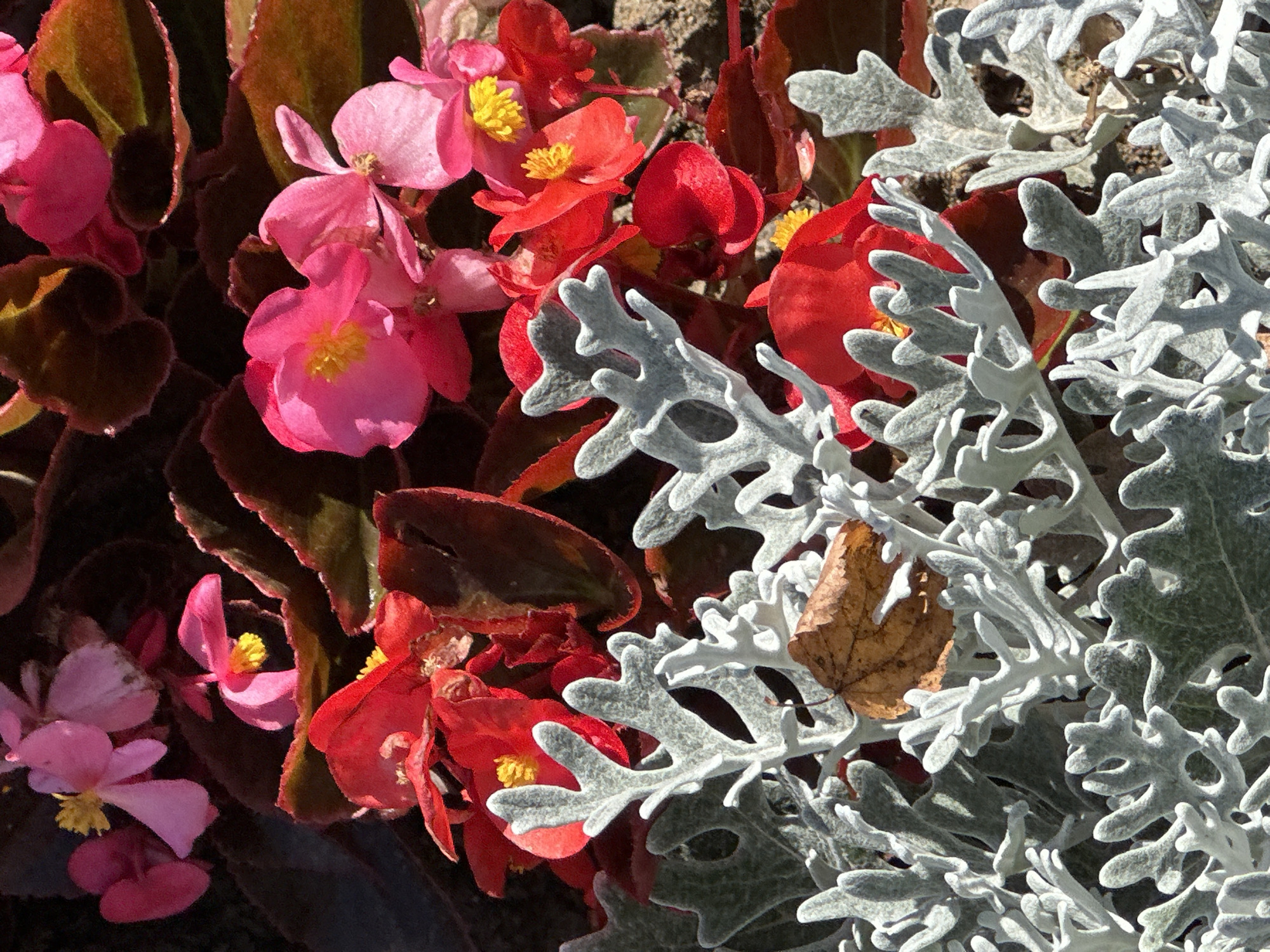 In the city of Podolsk, Russia, an outdoor, close-up shot captures a vibrant garden scene dominated by blooming flowers and foliage. The foreground features a dense arrangement of silvery-grey, fern-like leaves, likely from a Dusty Miller plant (Senecio cineraria), with a single dry, brown leaf resting on top. Behind this, clusters of bright red and fuchsia pink begonia flowers with yellow centers are in full bloom, their petals appearing delicate and slightly translucent in the sunlight. The background consists of dark, shadowy leaves, possibly from the same begonia plants, creating a rich, contrasting backdrop for the colorful blossoms. The overall impression is one of lush, natural beauty, with a focus on the textures and colors of the plant life. There are no people or animals visible in the image, and no discernible actions or interactions are taking place. The setting appears to be a garden bed or planter.