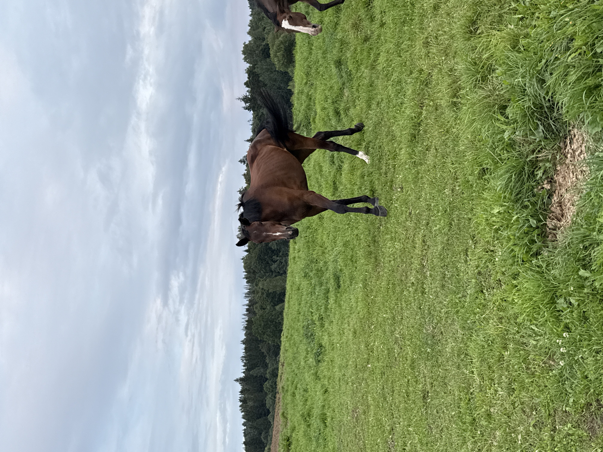 In Galinė, Lithuania, on a cloudy day, a brown horse stands in a lush green field. The horse is facing left, with its head turned towards the camera. Its mane is black, and it has a white blaze on its face. The horse's tail is long and black, and it is flicking its tail. The field is covered in tall green grass, with a few scattered white flowers. In the background, there is a dense line of dark green trees. Another horse, partially visible on the right side of the frame, is also in the field. The sky is overcast with gray clouds.