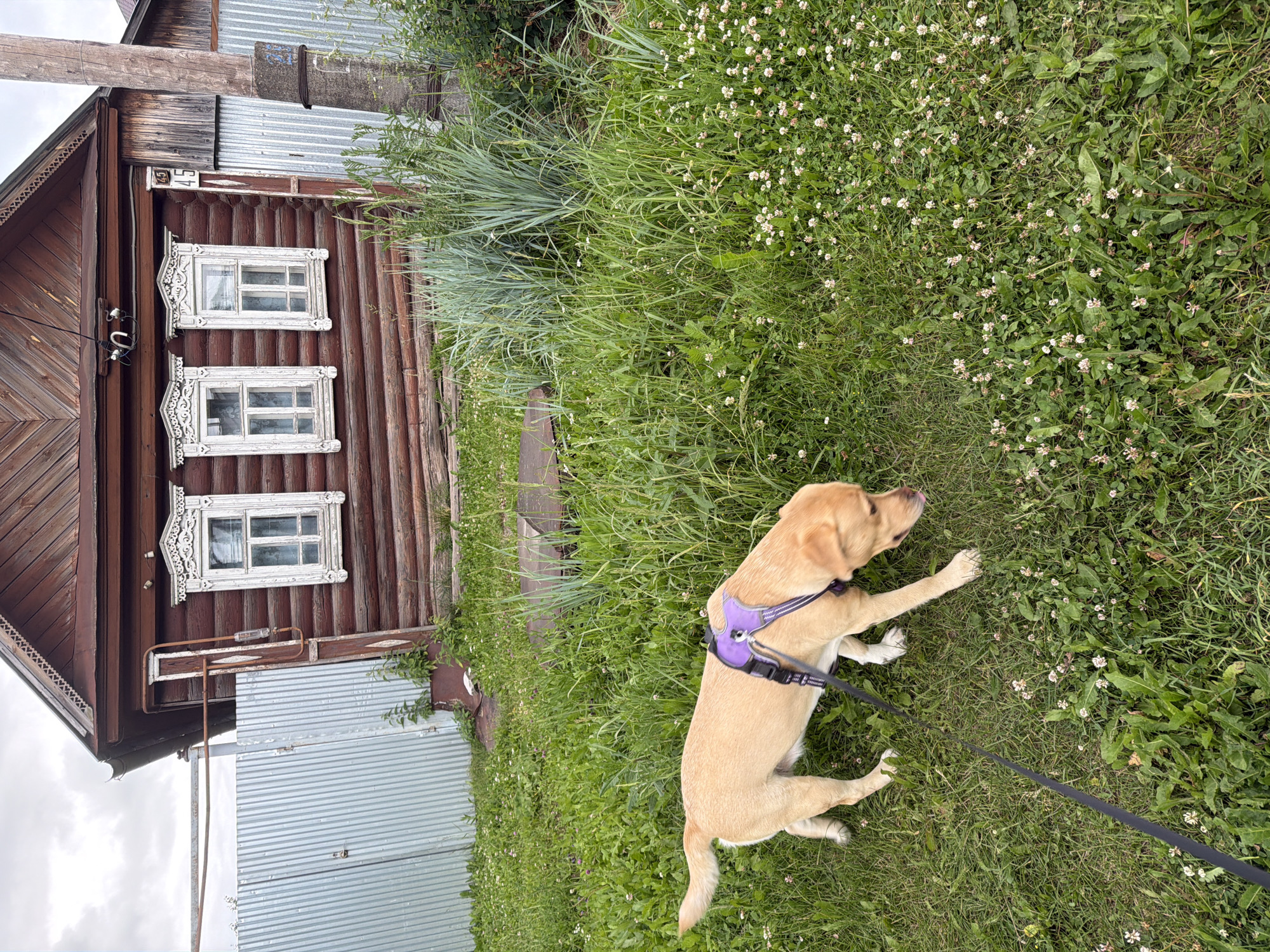 A light-colored dog wearing a purple harness walks on a leash across a grassy yard. The dog is positioned in the lower left quadrant of the frame, facing towards the right and down as if sniffing the ground. Behind the dog, a wooden house with decorative white window frames stands against a cloudy sky. A corrugated metal fence runs along the left side of the yard, separating it from the house. The yard is covered in green grass interspersed with small white flowers.