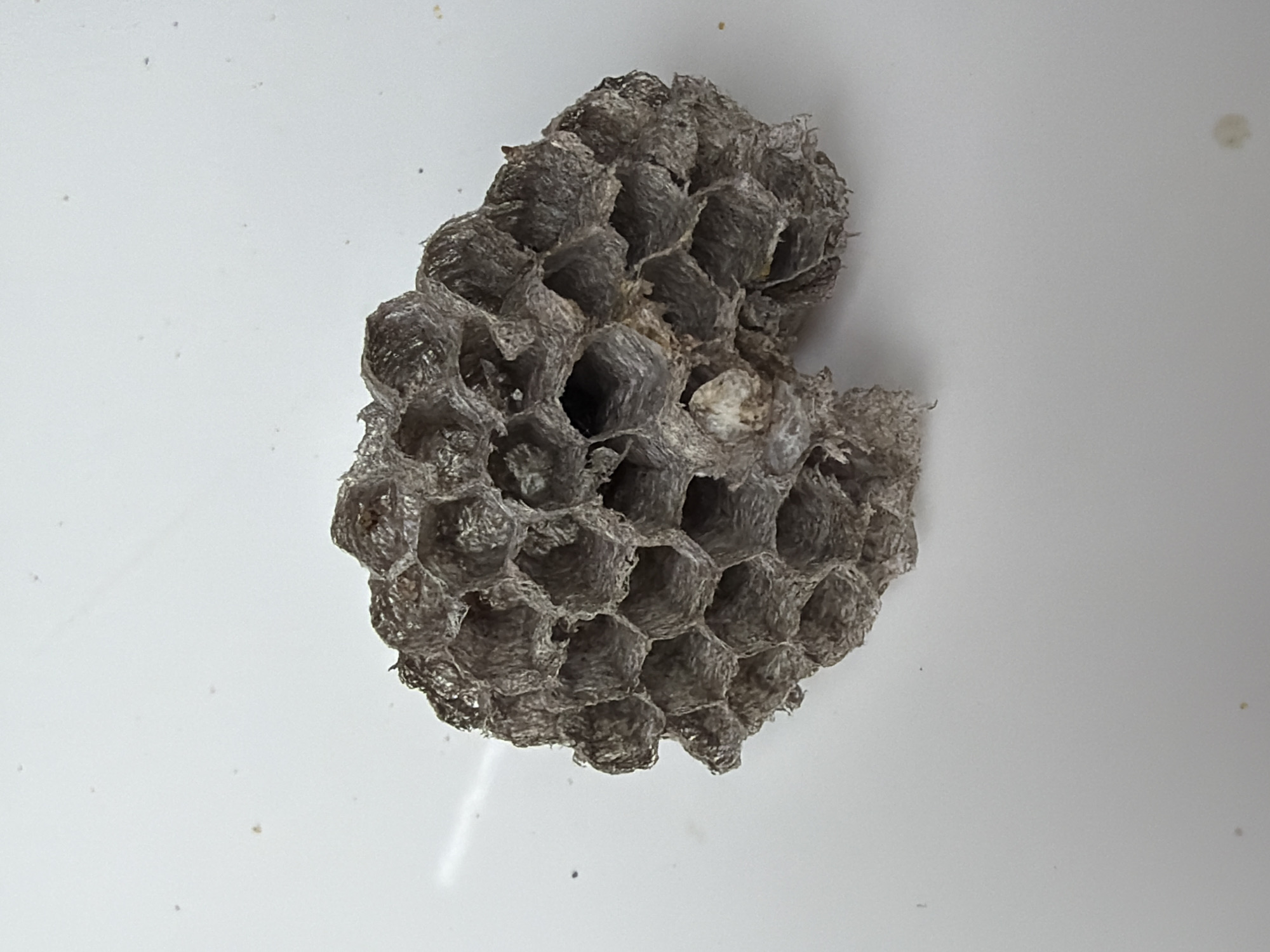 The image shows a close-up of a small, gray, hexagonal paper wasp nest, likely detached and resting on a white surface. The nest is roughly heart-shaped with several empty hexagonal cells visible. The material appears to be a papery substance. The background is a plain white surface with a few small specks of debris. There is no evidence to suggest that the image was taken in Chaikovsky, Russia, and there are no other people, subjects, objects, actions, or interactions in this image.