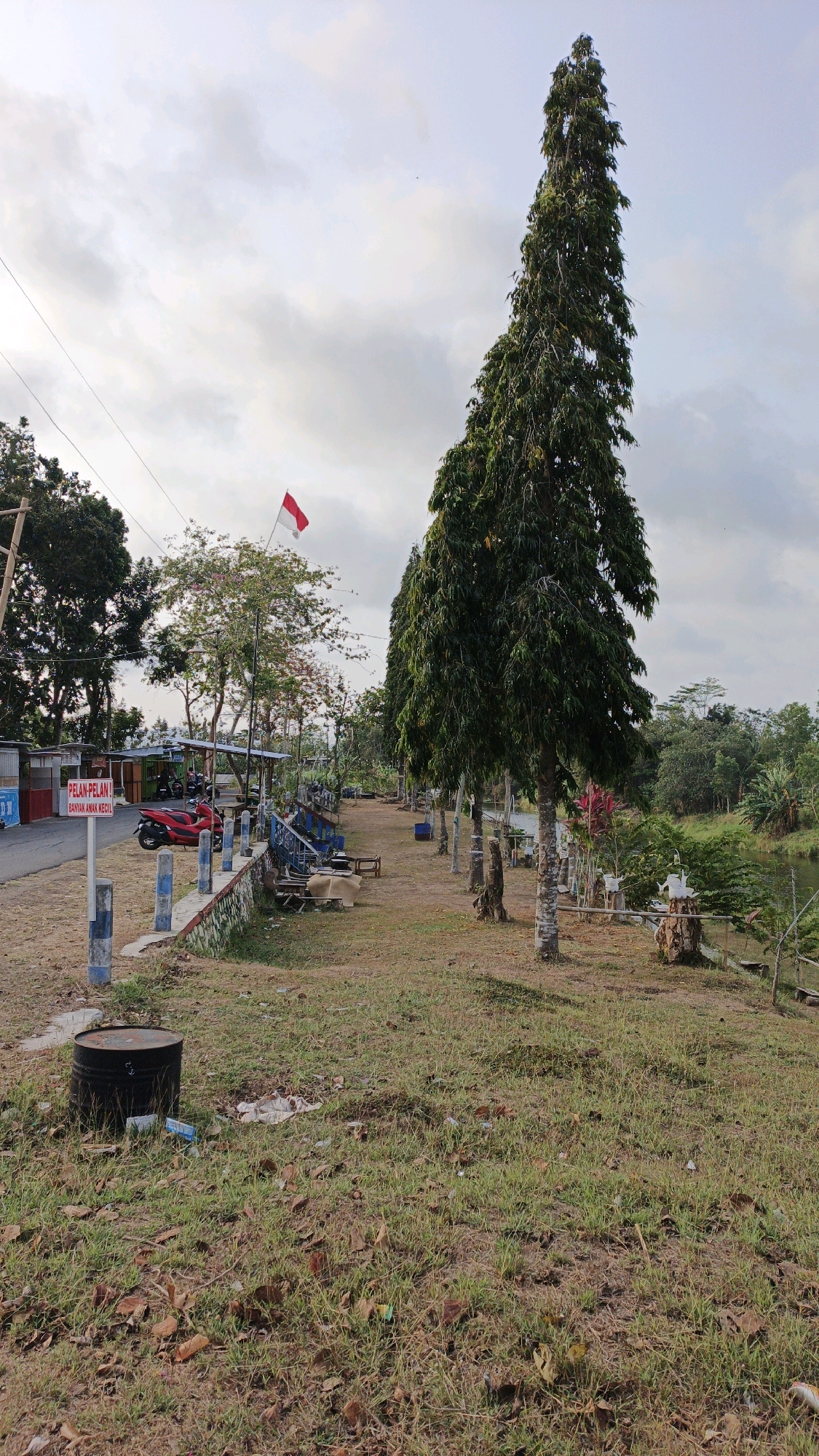 In Tanggulwelahan, Indonesia, the image depicts an outdoor scene characterized by a tall, slender pine tree dominating the foreground. The ground is covered with dry, patchy grass and scattered leaves, with some debris present. To the left, a road is visible, bordered by a low wall. Several red motorcycles are parked along the road, with some sheltered under a simple canopy. A white sign with red lettering reading "PELAN-PELAN! BANYAK ANAK KECIL!" ("Slowly! Lots of small children!") is mounted on a pole. A black metal barrel sits near the road. Further back, a river flows on the right side of the frame, lined with vegetation. The Indonesian flag, red and white, is flying on a pole in the distance. The sky is overcast with a mix of light and dark clouds.
