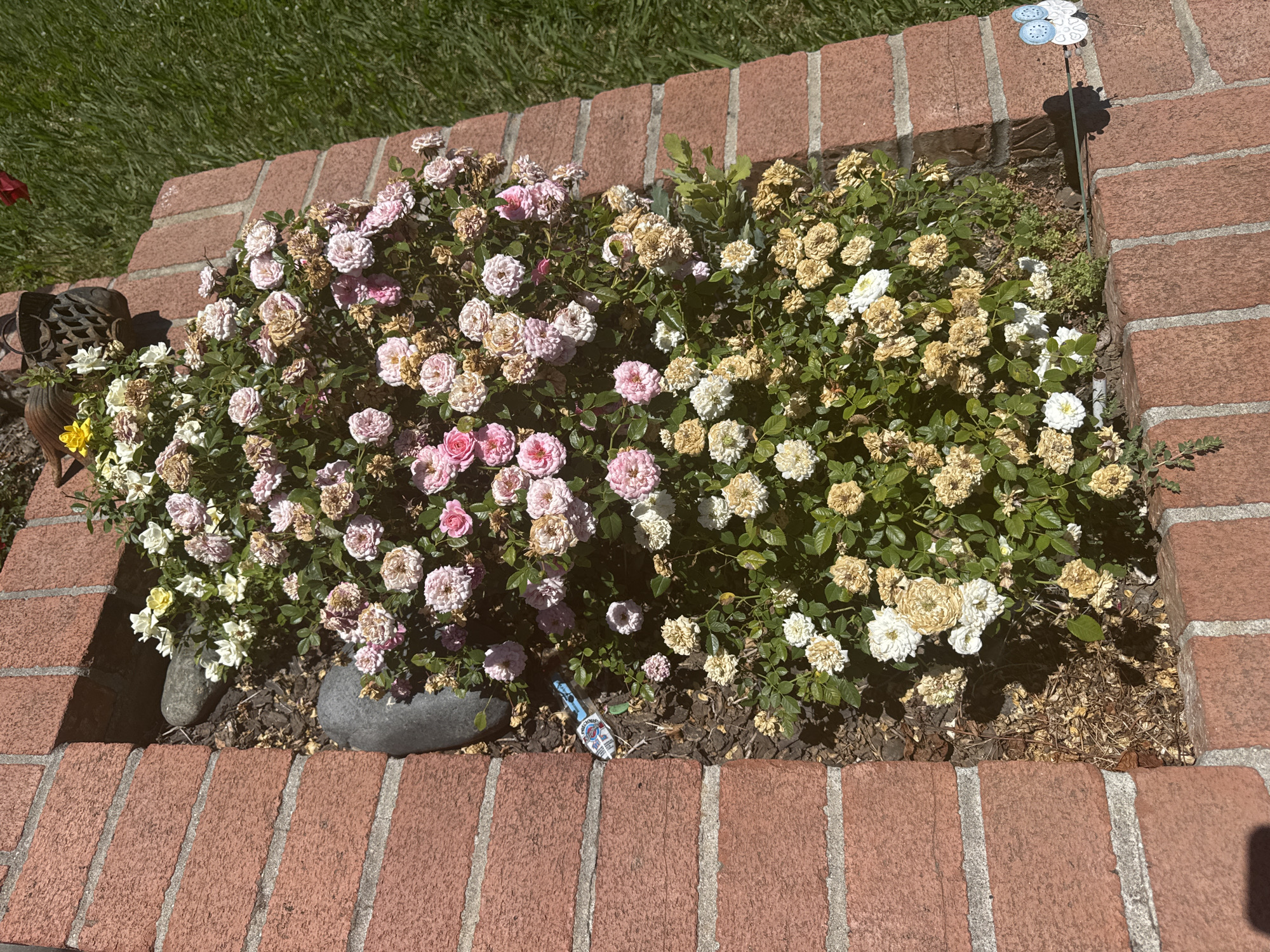 A high-angle outdoor shot captures a patch of flowering plants nestled within a brick planter in Orangevale, United States. The planter, constructed from red bricks with lighter mortar, borders a vibrant green lawn on the right. The flowering plants are a mix of pink, white, and yellowish roses, some in full bloom and others faded or dried. Scattered amongst the flowers are dark brown mulch and a few gray rocks. A small blue and white decorative item, resembling a miniature airplane or rocket, lies on the mulch near the left edge of the planter. Further to the right, a thin metal stake with two decorative blue and white owl figures is partially visible, casting a shadow on the brickwork. The scene is illuminated by bright sunlight, creating distinct shadows.
