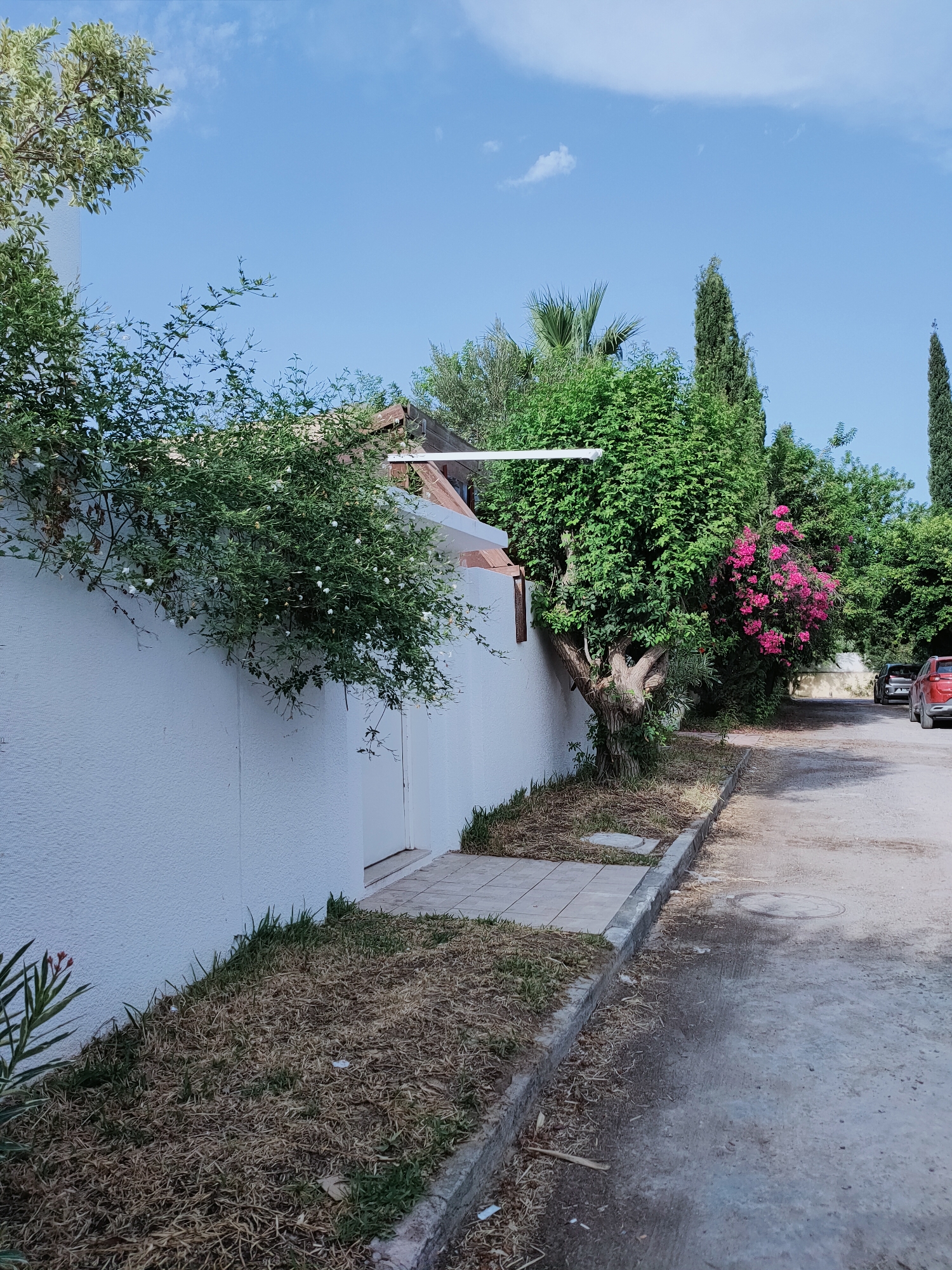 In Mrezga, Tunisia, a residential street scene unfolds under a bright blue sky dotted with wispy white clouds. A white textured wall lines the left side of the image, partially covered by lush green foliage with small white blossoms. To the right of the wall, a paved pathway leads to a white door. Beyond the wall, mature trees with dense green canopies and a vibrant pink bougainvillea bush are visible. The street itself is asphalt, with a concrete curb bordering the grassy area. Two cars, a dark SUV and a red car, are parked on the right side of the street. The environment appears dry, with brown grass and scattered leaves along the curb and pathway.