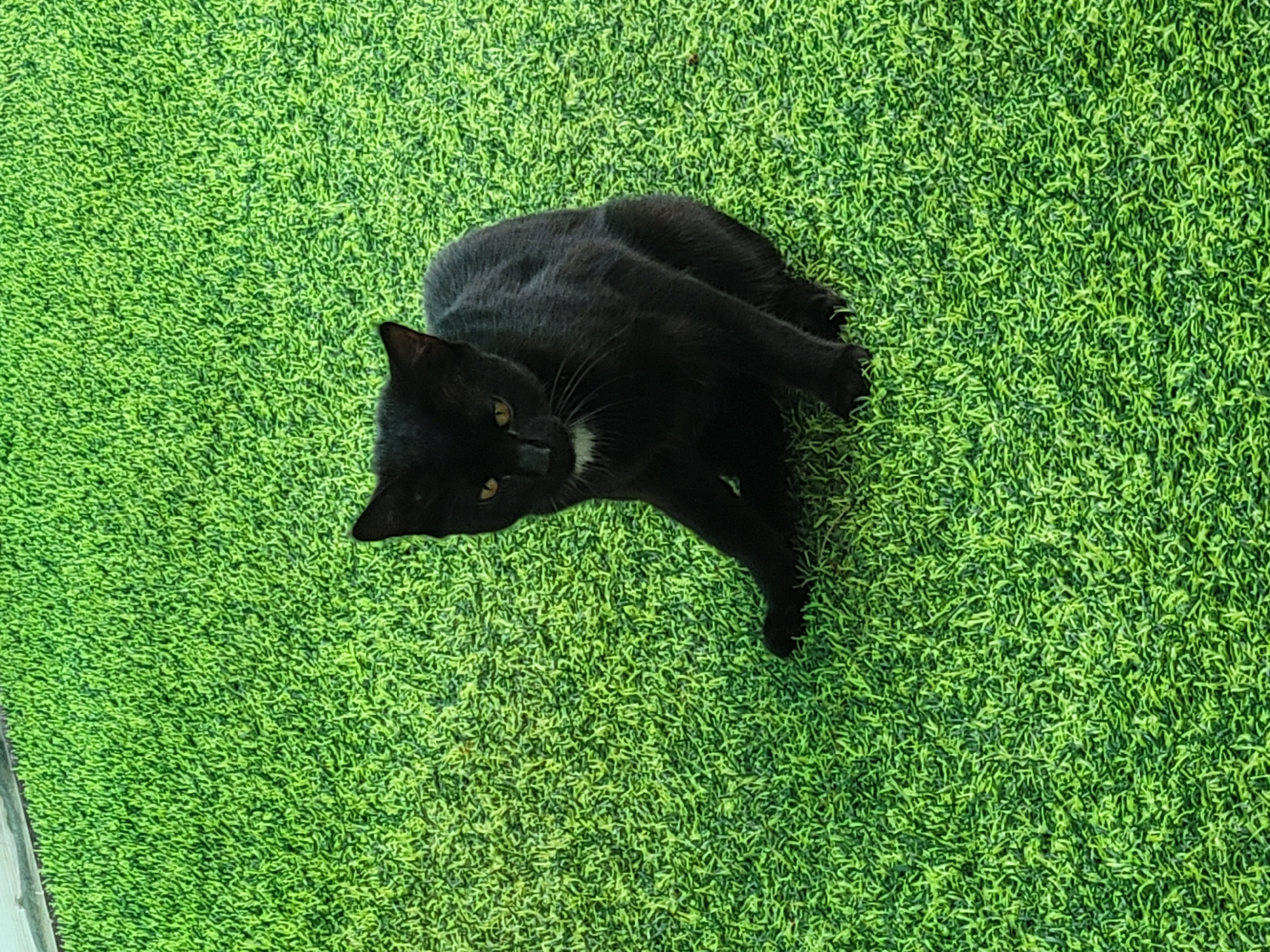 A black cat with yellow eyes and a white patch on its chest sits on a bright green artificial turf surface. The cat is facing left, with its body angled towards the viewer. Its paws are tucked beneath it, and its tail is not visible. The artificial turf appears to be well-maintained, with a consistent texture and color. The background is entirely composed of the green turf. The image was taken in Gura Top, Nigeria.