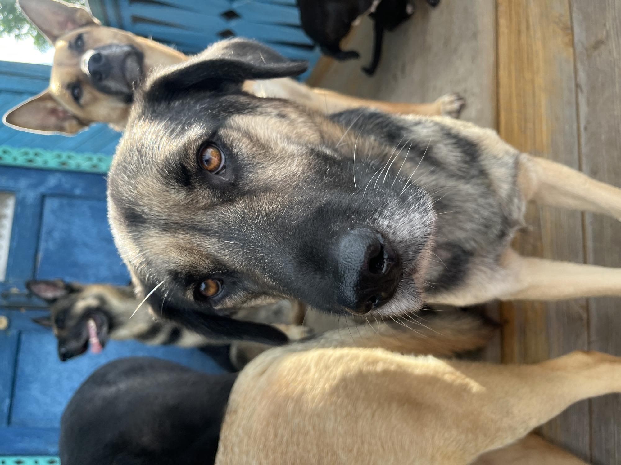 The image shows a close-up of a dog's face, with other dogs in the background. The dog in the foreground has brown and black fur, and its eyes are looking directly at the camera. A German Shepherd dog is visible in the background, with its mouth open and tongue out. Another tan-colored dog is partially visible on the right side of the image. The dogs appear to be on a wooden porch, with a blue building in the background. The scene is outdoors, and the lighting suggests it is daytime. There is no indication of the location in the city of Nizhny Tagil, Russia.