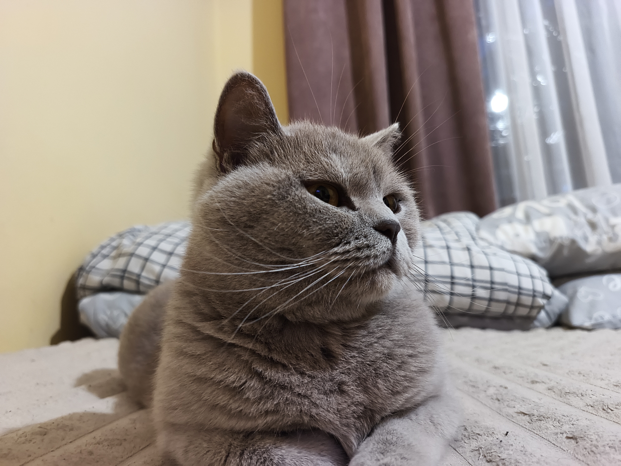 A light grey British Shorthair cat is prominently featured, lying comfortably on a textured, light-colored bedspread or blanket. The cat is positioned in the foreground, facing towards the right side of the frame, with its gaze directed slightly upwards and to its right, suggesting it is observing something beyond the view of the camera. Its fur appears dense and soft, characteristic of the breed, and its eyes are a striking amber color. Long, white whiskers extend from its muzzle.
The setting appears to be indoors, likely a bedroom in Ternopil, Ukraine. In the background to the left, a plain, pale yellow wall is visible. To the right, dark brown curtains are partially drawn, revealing a window behind them. Through the window, sheer white curtains diffuse a soft, bright light, possibly from an outdoor street lamp or distant light source, indicating that it is evening or night. Stacked behind the cat are several pillows, some with a white and grey checkered pattern, contributing to a cozy and domestic atmosphere. The cat appears calm and content. There is no visible text in the image.