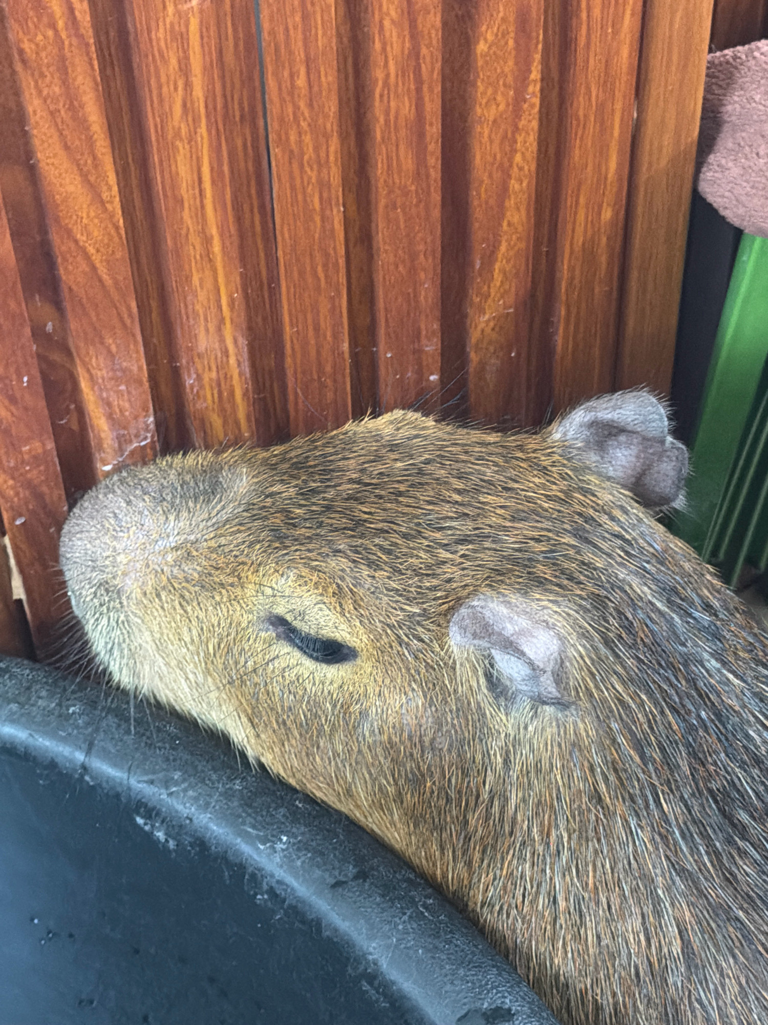 A capybara is resting in a black container, its head and part of its body visible. The capybara has brown and tan fur and its left eye is partially closed. Behind the capybara, there is a wooden partition with vertical slats and a green object. The image does not provide any information about the location in Nha Trang, Vietnam.