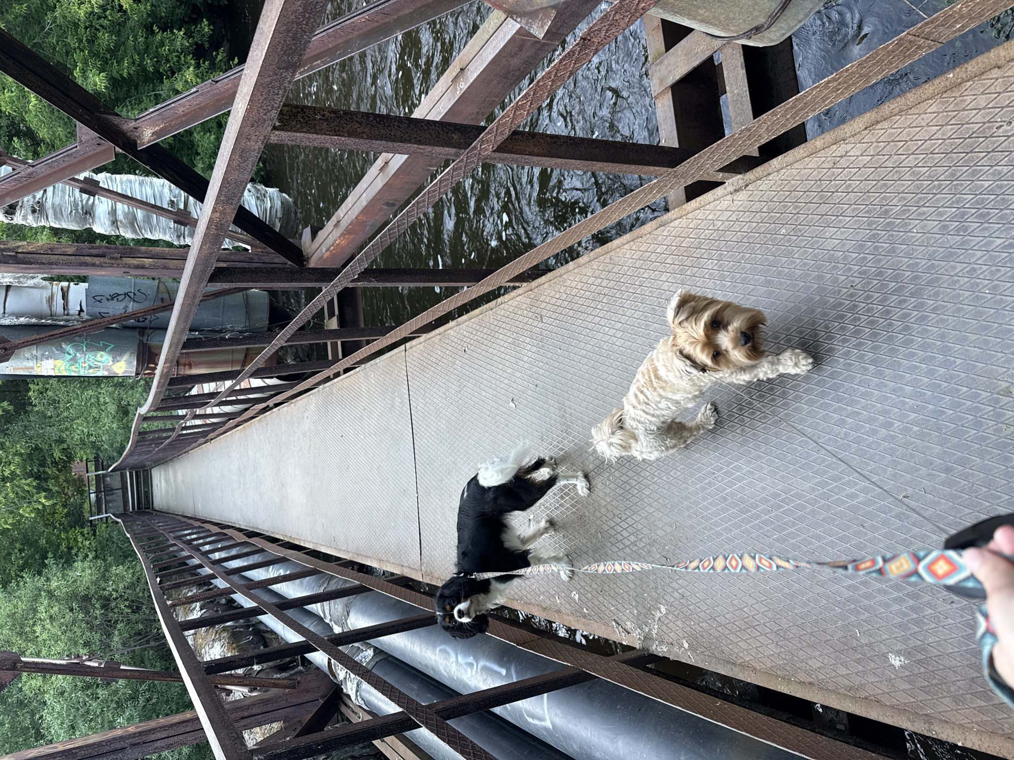 This media file depicts two dogs on a rusty metal bridge above a body of water. The bridge is industrial in appearance with visible pipes running underneath. The water has a slightly choppy surface, suggesting movement. Lush green trees and foliage are visible on either side of the bridge, indicating a natural setting. One dog is a black and white breed, possibly a Cavalier King Charles Spaniel, and is wearing a leash with a colorful, geometric pattern. The other dog is a small, light-colored breed, possibly a Shih Tzu or similar, and appears to be sitting or lying down. The perspective is from a person holding the leash, looking down at the dogs and the bridge. The lighting suggests it is daytime. The scene evokes a sense of an outdoor excursion or walk in a somewhat weathered, possibly abandoned, industrial area integrated with nature. There is no visible text in the image.