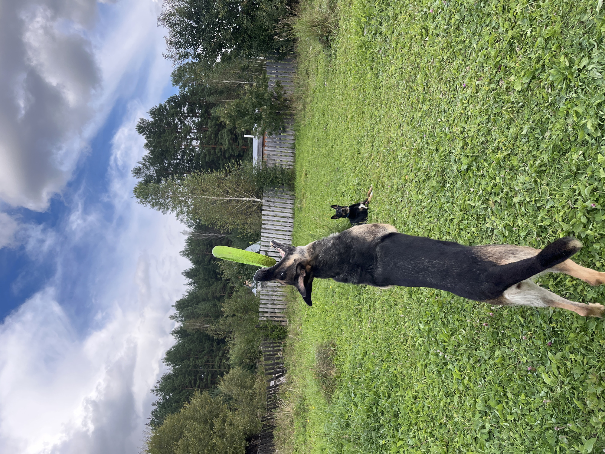 In a grassy yard, a German Shepherd dog leaps to catch a green frisbee. Another dog, a black and tan breed, sits on the grass to the right. Behind them, a wooden fence runs the length of the yard, with trees and a building visible beyond it. The sky above is cloudy. The image was captured in Nizhny Tagil, Russia.