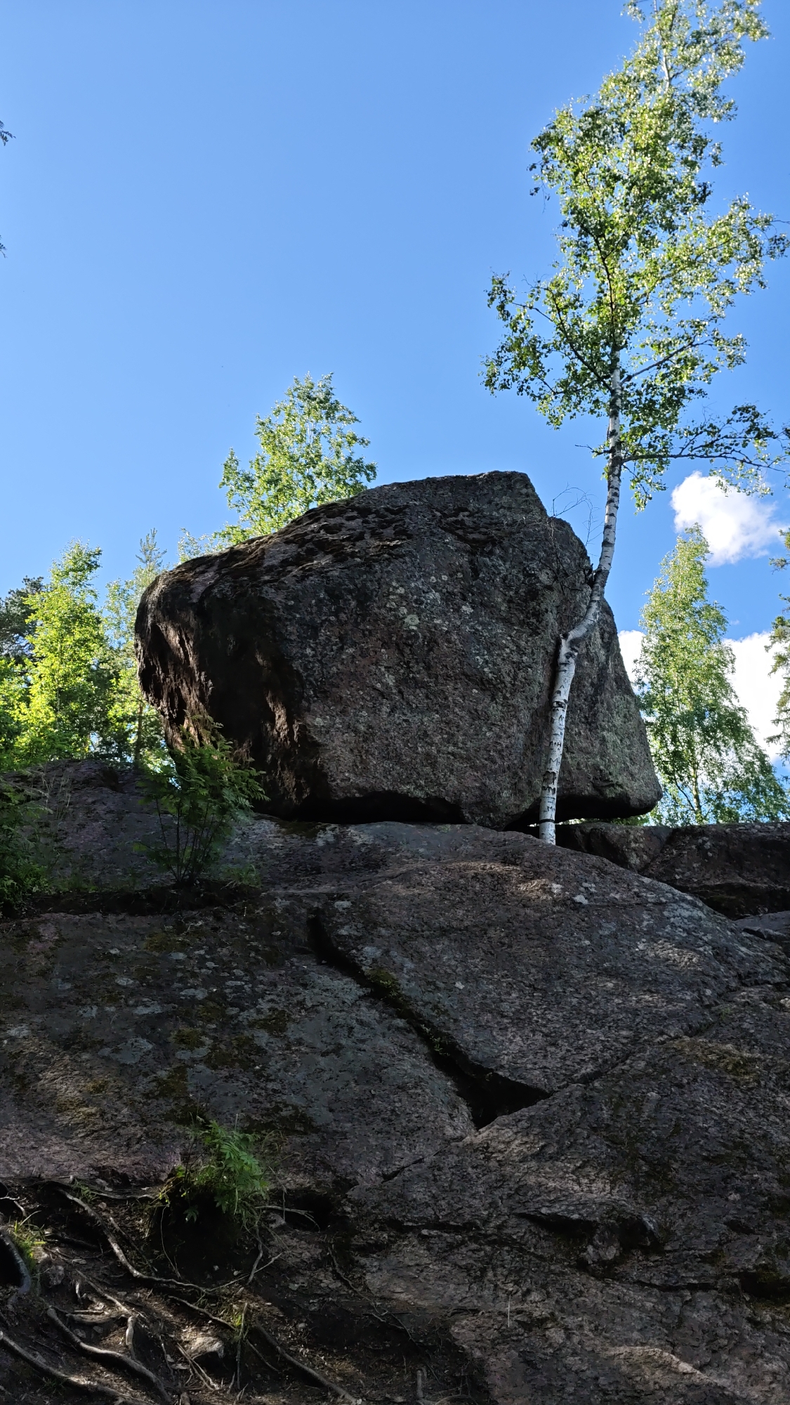 The image depicts a large boulder precariously balanced on a rocky outcrop, with a slender birch tree growing through a crevice in the boulder, its trunk conforming to the rock's shape. The scene is set outdoors amidst a natural landscape with other trees and foliage visible in the background. The sky is clear and blue with a few scattered clouds, indicating daylight. The ground beneath the boulder is composed of further rock formations and exposed tree roots. The overall impression is one of natural resilience and the dynamic interaction between flora and geological features. This location is not in the city of Vyborg, Russia.