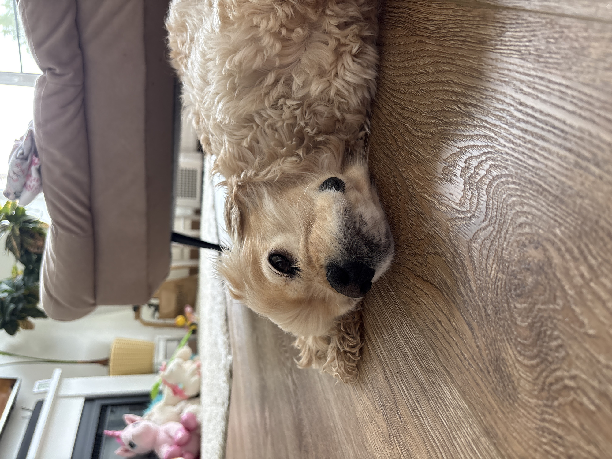 The image captures a golden-colored dog lying on its side on a wooden floor, with its head resting on its paws. The dog appears to be a Cocker Spaniel, with curly fur and dark eyes. The background is out of focus, but it appears to be an indoor setting with a fireplace, a sofa, and some toys. The lighting suggests natural light coming from a window, casting soft shadows on the floor. There are no people or other animals visible in the frame. The scene is calm and domestic, suggesting a relaxed atmosphere. The location in Perm, Russia, is not evident from the visual details in the image.