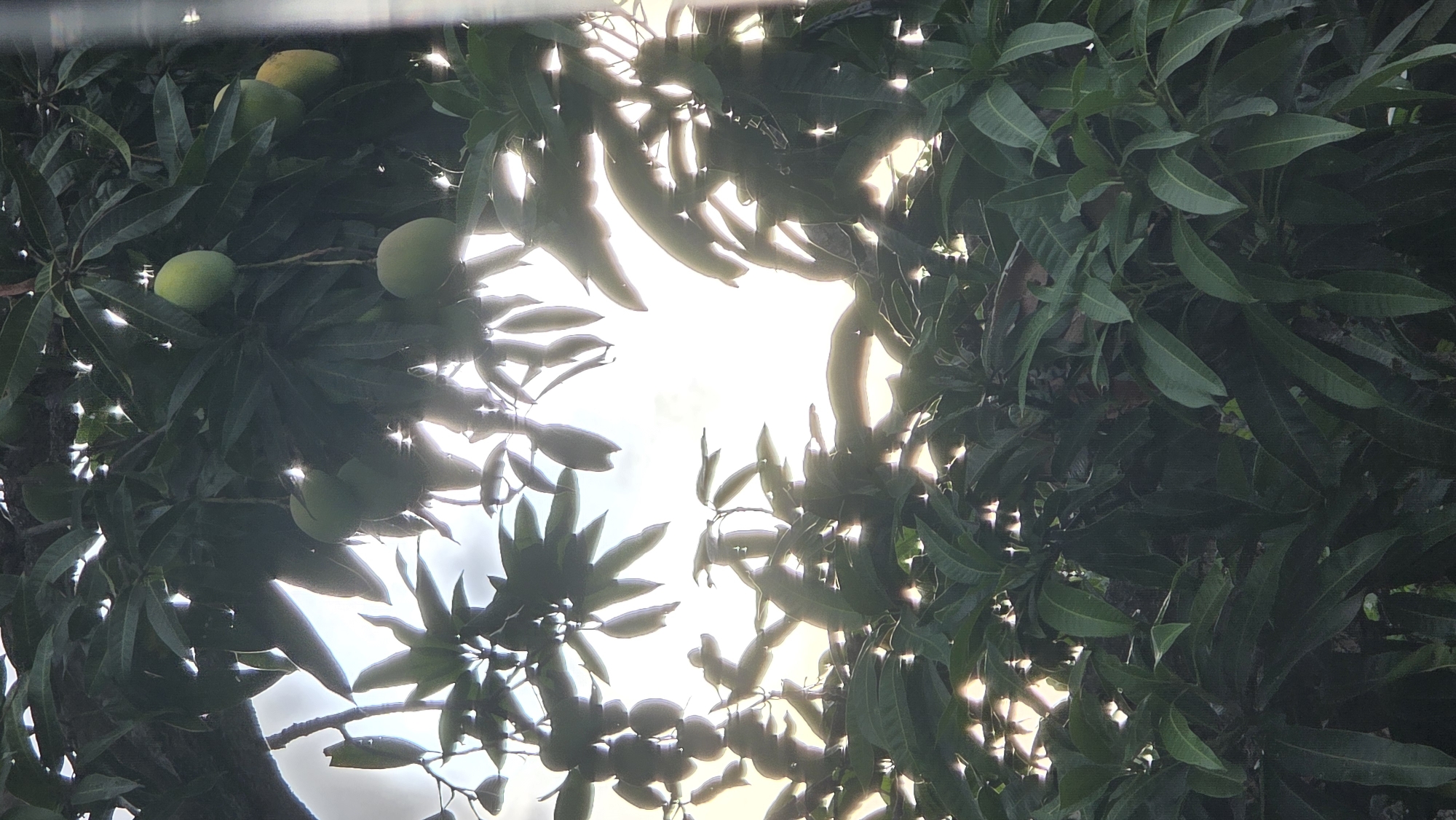 The image is an upward shot looking through the canopy of a tree. The location is unknown, but possibly Bac Nha Trang Ward, Vietnam. The leaves are a dark green color, obscuring most of the light except for a central, irregular gap. Within the foliage, some green, unripe mangoes are visible.