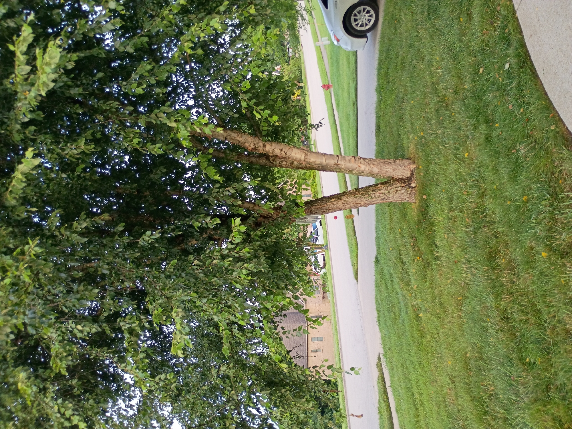This is a medium-shot, eye-level photograph taken from a lawn, looking towards a street and a building. In the foreground, a large tree with a multi-trunked base and dense green foliage dominates the left side of the frame. The tree trunks are light brown and textured, and the leaves are small and oval-shaped. Several decorative items, possibly small wind chimes or ornaments, hang from the branches of the tree.
To the right of the tree, a light-colored sedan is parked on the right side of the street. The street is paved and curves to the right. A bright red fire hydrant is visible on the grassy area between the street and the sedan.
In the background, a light-colored brick building with a dark roof and several windows is situated across the street. The building appears to be a single-story residential or commercial structure. Further in the background, more trees and houses can be seen, suggesting a suburban or residential area. The sky is overcast and light. The overall scene depicts a typical suburban streetscape on a cloudy day. This image was taken in the city of Richmond, United States.