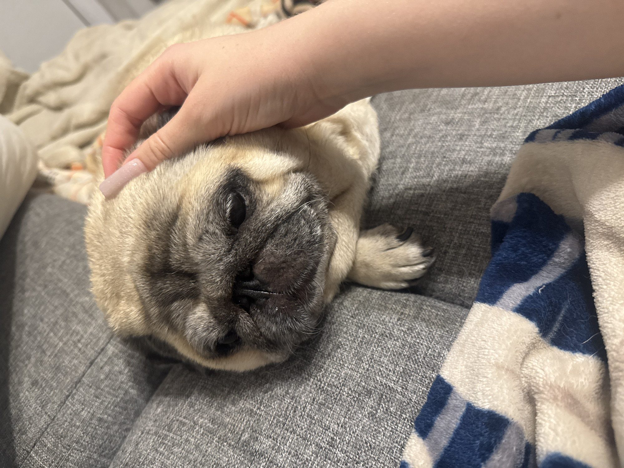 A pug is resting on a grey couch, with a person's hand gently petting its head. A blanket with a blue and white checkered pattern is visible in the foreground. The scene appears to be indoors.